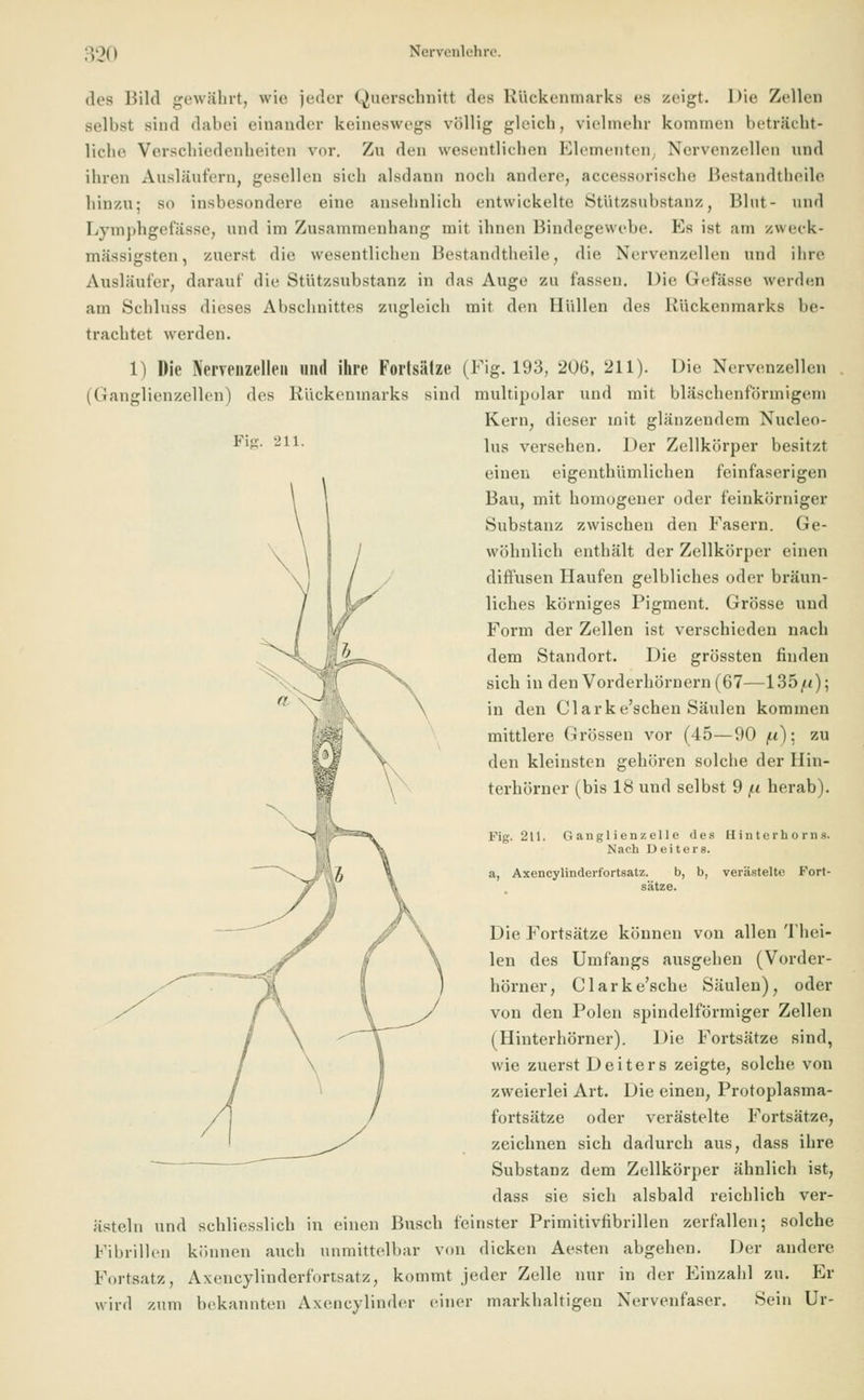 des lüld gewährt, wie jeder (Querschnitt <les Rückenmarks es zeigt. Die Zellen selbst sind dabei einander keineswegs völlig gleich, vielmehr kommen beträcht- liche Verschiedenheiten vor. Zu den wesentlichen Elementen Nervenzellen und ihren Ausläutern, gesellen sieh alsdann noch andere, accessorische Bestandteile hinzu; so insbesondere eine ansehnlich entwickelte Stützsubstanz, Blut- und Lymphgefässe, und im Zusammenhang mit ihnen Bindegewebe. Es ist am zweck- mässigsten, zuerst die wesentlichen Bestandteile, die Nervenzellen und ihre Ausläufer, darauf die Stützsubstanz in das Auge zu fassen. Die Gefässe werden am Schluss dieses Abschnittes zugleich mit den Hüllen des Rückenmarks be- trachtet werden. 1) Die Nervenzellen und ihre Fortsätze (Fig. 193, 206, 211). Die Nervenzellen (Ganglienzellen) des Kückenmarks sind multipolar und mit bläschenförmigem Kern, dieser mit glänzendem Nucleo- lus versehen. Der Zellkörper besitzt einen eigenthümlichen feinfaserigen Baix, mit homogener oder feinkörniger Substanz zwischen den Fasern. Ge- wöhnlich enthält der Zellkörper einen diffusen Haufen gelbliches oder bräun- liches körniges Pigment. Grösse und Form der Zellen ist verschieden nach dem Standort. Die grössten finden sich in den Vorderhörnern (67—135/<); in den Clarke'schen Säulen kommen mittlere Grössen vor (45—90 /li): zu den kleinsten gehören solche der Hin- terhörner (bis 18 und selbst 9 /li herab). Fig. 211. Fig. 211. Ganglienzelle des Hinterhorns. Nach Deiters. a, Axencylinderfortsatz. b, b, verästelte Fort- sätze. Die Fortsätze können von allen Thei- len des Umfangs ausgehen (Vorder- hörner, Clarke'sche Säulen), oder von den Polen spindelförmiger Zellen (Hinterhörner). Die Fortsätze sind, wie zuerst Deiters zeigte, solche von zweierlei Art. Die einen, Protoplasma- fortsätze oder verästelte Fortsätze, zeichnen sich dadurch aus, dass ihre Substanz dem Zellkörper ähnlich ist, dass sie sich alsbald reichlich ver- ästeln und schliesslich in einen Busch feinster Primitivfibrillen zerfallen; solche Fibrillen können auch unmittelbar von dicken Aesten abgehen. Der andere Fortsatz, Axencylinderfortsatz, kommt jeder Zelle nur in der Einzahl zu. Er wird zum bekannten Axencylinder einer markhaltigen Nervenfaser. Sein Ur-