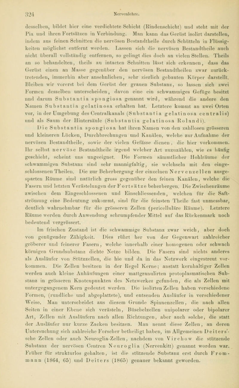 desselben, bildet bier eine verdichtete Schicht (Rindenschicht) und stellt mit der Pia und ihren Fortsätzen in Verbindung. Man kann das Gerüst isolirt darstellen, indem aus feinen Schnitten die nervösen Bestandteile durch Schütteln in Flüssig- keiten möglichst entfernt werden. Lassen sich die nervösen Bestandteile auch nicht überall vollständig entfernen, so gelingt dies doch an vielen Stellen. Theils an so behandelten, theils an intacten Schnitten lässt sicdi erkennen, dass da.» Gerüst einen an Masse gegenüber den nervösen Bestandteilen zwar zurück- tretenden, immerhin aber ansehnlichen, sehr zierlich gebauten Körper darstellt. Bleiben wir vorerst hei dem Gerüst der grauen Substanz, so lassen sich zwei Formen desselben unterscheiden, davon eine ein schwammiges Geftige besitzt nnd darum Substantia Bpongiosa genannt wird, während die andere den Namen Substantia gelatinosa erhalten hat. Letztere kommt an zwei Orten vor, in der Umgebung des Centralkanals (Substantia gelatinosa centralis) und als Saum der Hintersäule (Substantia gelatinosa Roland i). Di e Substanti a spongiosa hat ihren Namen von den zahllosen grösseren und kleineren bücken, Durchbrechungen und Kanälen, welche zur Aufnahme der nervösen Bestandteile, sowie der vielen Gefässe dienen . die hier vorkommen. Ihr selbst nervöse Bestandteile irgend welcher Art zuzuzählen, wie es häutig geschieht, scheint uns ungeeignet. Die Formen sämmtlicher Hohlräume der schwammigen Substanz sind sehr mannigfaltig, sie weichsein mit den einge- schlossenen Theilen. Die zur Beherbergung der einzelnen Nerv e nze 11 en ausge- sparten Räume sind natürlich gross gegenüber den feinen Kanälen, welche die Fasern und letzten Verästelungen der Fortsätze beherbergen. Die Zwischenräume zwischen dem Eingeschlossenen und Einschliessenden, welchen für die Saft- strömung eine Bedeutung zukommt, sind für die feinsten Theile fast unmessbar, deutlich wahrnehmbar für die grösseren Zellen (pericelluläre Räume). Letztere Räume werden durch Anwendung schrumpfender Mittel auf das Rückenmark noch bedeutend vergrössert. Im frischen Zustand ist die schwammige Substanz zwar weich, aber doch von genügender Zähigkeit. Dies rührt her von der Gegenwart zahlreicher gröberer und feinerer Fasern, welche innerhalb einer homogenen oder schwach körnigen Grundsubstanz dichte. Netze bilden. Die Fasern sind nichts anderes als Ausläufer von Stützzellen, die hie und da in das Netzwerk eingestreut vor- kommen. Die Zellen besitzen in der Regel Kerne; anstatt kernhaltiger Zellen werden auch kleine Anhäufungen einer mattgranulirten protoplasmatischen Sub- stanz in grösseren Knotenpunkten des Netzwerkes gefunden, die als Zellen mit untergegangenem Kern gedeutet werden. Die isolirten Zellpn haben verschiedene Formen, (rundliche und abgeplattete), und entsenden Ausläufer in verschiedener Weise. Man unterscheidet aus diesem Grunde Spinnenzellen, die nach allen Seiten in einer Ebene sich verästeln, Büschelzellen unipolarer oder bipolarer Art, Zellen mit Ausläufern nach allen Richtungen, aber auch solche, die statt der Ausläufer nur kurze Zacken besitzen. Man nennt diese Zellen, an deren Untersuchung sich zahlreiche Forscher betheiligt haben, im Allgemeinen Deiters'- sche Zellen oder auch Neuroglia-Zellen, nachdem von Virchow die stützende Substanz der nervösen Centren Neuroglia (Nervenkitt) genannt worden war. Früher für strukturlos gehalten, ist die stützende Substanz erst durch F r om- ni an u (1864, 65) und Deiters (1865) genauer bekannt geworden.