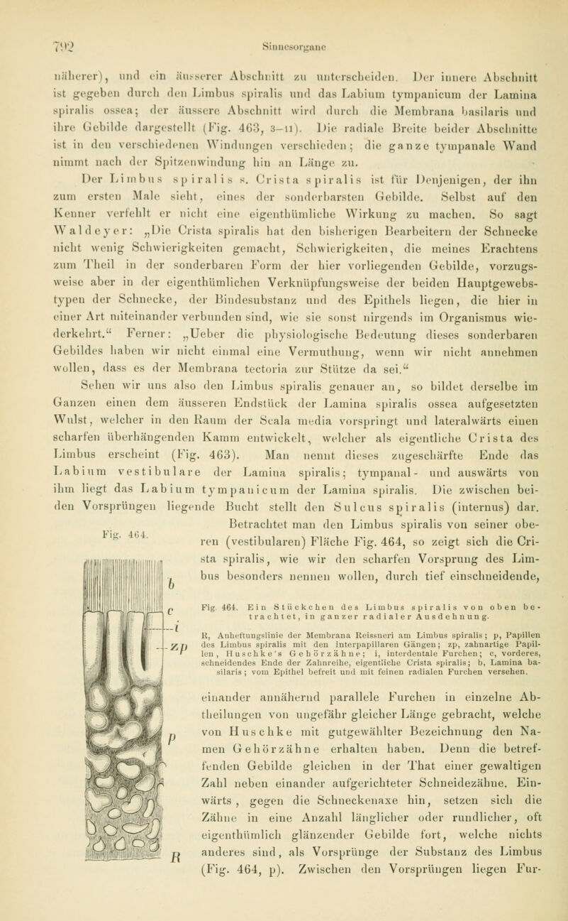 näherer), und ein Süsserer Abschnitt zu unterscheiden. Der innere Abschnitt ist gegeben durch den Limbus spiralis und das Labium tympanicum der Lauiina spiralis ossea; der äussere Abschnitt wird durch die Membrana basilaris und ihre Gebilde dargestellt (Fig. 463, B-n). Die radiale Breite beider Abschnitte ist in den verschiedenen Windungen verschieden; die ganze tyinpanale Wand nimmt nach der Spitzenwindung hin an Länge zu. Der Limbus spiralis -. Crista spiralis ist für Denjenigen, der ihn zum ersten Male sieht, eines der sonderbarsten Gebilde. Selbst auf den Kenner verfehlt er nicht eine eigenthümliche Wirkung zu machen. So sagt Wal derer: „Die Crista spiralis hat den bisherigen Bearbeitern der Schnecke nicht wenig Schwierigkeiten gemacht, Schwierigkeiten, die meines Erachtens zum Theil in der sonderbaren Form der hier vorliegenden Gebilde, vorzugs- weise aber in der eigentümlichen Verknüpfungsweise der beiden Hauptgewebs- typen der Schnecke, der Bindesubstanz und des Epithels liegen, die hier in einer Art miteinander verbunden sind, wie sie sonst nirgends im Organismus wie- derkehrt. Ferner: „Ueber die physiologische Bedeutung dieses sonderbaren Gebildes haben wir nicht einmal eine Vermuthung, wenn wir nicht annehmen wollen, dass es der Membrana tectoria zur Stütze da sei. Sehen wir uns also den Limbus spiralis genauer an, so bildet derselbe im Ganzen einen dem äusseren Bndstück der Lamina spiralis ossea aufgesetzten Wulst, welcher in den Kaum der Scala media vorspringt und lateralwärts einen scharfen überhängenden Kamm entwickelt, welcher als eigentliche Crista des Limbus erscheint (Fig. 463). Man nennt dieses zugeschärfte Ende das Labium vestibuläre der Lamina spiralis; tympanal - und auswärts von ihm liegt das Labium tympanicum der Lamina spiralis. Die zwischen bei- den Vorsprüngen liegende Bucht stellt den Sulcus spiralis (internus) dar. Betrachtet man den Limbus spiralis von seiner obe- ren (vestibulären) Fläche Fig. 464, so zeigt sich die Cri- sta spiralis, wie wir den scharfen Vorsprung des Lim- bus besonders nennen wollen, durch tief einschneidende, Fig 464. Ein Stückchen des Limbus spiralis von oben be- trachtet, in ganzer radialer Ausdehnung. K, Anluttungslinie der Membrana Reissneri am Limbus spiralis ; p, Papillen des Limbus spiralis mit den interpapillaren Gängen; zp, zahnartige Papil- len , Eluschke's Gehörzähne; i, interdentale Furchen; c, vorderes, schneidendes Ende der Zahnreihe, eigentliche Crista spiralis; b, Lamina ba- silaris ; vom Epithel befreit und mit feinen radialen Furchen versehen. einander annähernd parallele Furchen in einzelne Ab- theilungen von ungefähr gleicher Länge gebracht, welche von Huschke mit gutgewählter Bezeichnung den Na- men Gehör zahne erhalten haben. Denn die betref- fenden Gebilde gleichen in der That einer gewaltigen Zahl neben einander aufgerichteter Schneidezähne. Ein- wärts , gegen die Schneckenaxe hin, setzen sich die Zähne in eine Anzahl länglicher oder rundlicher, oft eigenthümlich glänzender Gebilde fort, welche nichts anderes sind, als Vorsprünge der Substanz des Limbus (Fig. 464, p). Zwischen den Vorsprüngen liegen Für- Fig. 464