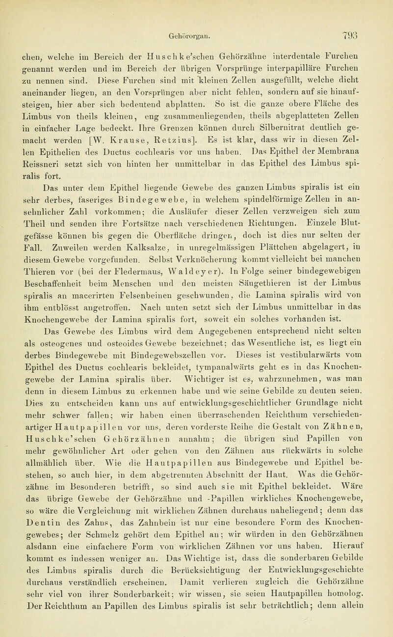 eben, welche im Bereich der Huschke'schen Gehörzähne interdentale Furchen genannt werden und im Bereich der übrigen Vorsprünge interpapilläre Furchen zu nennen sind. Diese Furchen sind mit kleinen Zellen ausgefüllt, welche dicht aneinander liegen, an den Vorsprüngen aber nicht fehlen, sondern auf sie hinauf- steigen, hier aber sich bedeutend abplatten. So ist. die ganze obere Fläche des Limbus von theils kleinen, eng zusammenliegenden, theils abgeplatteten Zellen in einfacher Lage bedeckt. Ihre Grenzen können durch Silbernitrat, deutlich ge- macht werden [W. Krause, Retzius]. Es ist klar, dass wir in diesen Zel- len Epithelien des Ductus cochlearis vor uns haben. Das Epithel der Membrana Reissneri setzt sich von hinten her unmittelbar in das Epithel des Limbus spi- ralis fort. Das unter dem Epithel liegende Gewebe des ganzen Limbus spiralis ist ein sehr derbes, faseriges Bindegewebe, in welchem spindelförmige Zellen in an- sehnlicher Zahl vorkommen; die Ausläufer dieser Zellen verzweigen sich zum Theil und senden ihre Fortsätze nach verschiedenen Richtungen. Einzele Blut- gefässe können bis gegen die Oberfläche dringen, doch ist dies nur selten der Fall. Zuweilen werden Kalksalze, in unregelmässigen Plättchen abgelagert, in diesem Gewebe vorgefunden. Selbst Verknöcherung kommt vielleicht bei manchen Thieren vor (bei der Fledermaus, Waldeyer). In Folge seiner bindegewebigen Beschaffenheit beim Menschen und den meisten Säugethieren ist der Limbus spiralis an macerirten Felsenbeinen geschwunden, die Lamina spiralis wird von ihm entblösst angetroffen. Nach unten setzt sich der Limbus unmittelbar in das Knochengewebe der Lamina spiralis fort, soweit ein solches vorhanden ist. Das Gewebe des Limbus wird dem Angegebenen entsprechend nicht selten als osteogenes und osteoides Gewebe bezeichnet; das Wesentliche ist, es liegt ein derbes Bindegewebe mit Bindegewebszellen vor. Dieses ist vestibularwärts vom Epithel des Ductus cochlearis bekleidet, tympanalwärts geht es in das Knochen- gewebe der Lamina spiralis über. Wichtiger ist es, wahrzunehmen, was man denn in diesem Limbus zu erkennen habe und wie seine Gebilde zu deuten seien. Dies zu entscheiden kann uns auf entwicklungsgeschichtlicher Grundlage nicht mehr schwer fallen; wir haben einen überraschenden Reichthum verschieden- artiger Hau tp ap ill en vor uns, deren vorderste Reihe die Gestalt von Zähnen, Huschke'schen G eh örz ahnen annahm; die übrigen sind Papillen von mehr gewöhnlicher Art oder gehen von den Zähnen aus rückwärts in solche allmählich über. Wie die Hautpapillen aus Bindegewebe und Epithel be- stehen, so auch hier, in dem abgetrennten Abschnitt der Haut. Was die Gehör- zähne im Besonderen betrifft, so sind auch sie mit Epithel bekleidet. Wäre das übrige Gewebe der Gehörzähne und -Papillen wirkliches Knochengewebe, so wäre die Vergleichung mit wirklichen Zähnen durchaus naheliegend; denn das Dentin des Zahns, das Zahnbein ist nur eine besondere Form des Knochen- gewebes; der Schmelz gehört dem Epithel an; wir würden in den Gehörzähnen alsdann eine einfachere Form von wirklichen Zähnen vor uns haben. Hierauf kommt es indessen weniger an. Das Wichtige ist, dass die sonderbaren Gebilde des Limbus spiralis durch die Berücksichtigung der Entwicklungsgeschichte durchaus verständlich erscheinen. Damit verlieren zugleich die Gehörzähne sehr viel von ihrer Sonderbarkeit; wir wissen, sie seien Hautpapillen homolog. Der Reichthum an Papillen des Limbus spiralis ist sehr beträchtlich; denn allein