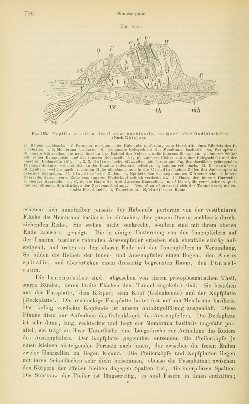 Fig. 4G5. Fig. 465. Papilla acustica des Ductus cochlearis, im Quer- oder Radialschnitt. (Nach Retzius). rc. Ramus cochlearis. f, Foramen Dervinum der Habenula perforata, zum Durchtritt eines Bündels des R. cochlearis. mb, Membrana basilaris. tb, tympanale Belegschicht der Membrana basilaris. vs, Vas Spirale. is, innere Stütz/eilen, die nach links in das Epithel des SuLcns Bpiralis internus übergehen, p, innerer Pfeiler mit seiner Belegschicht und der inneren liodenzelle (b), p', äusserer Pfeiler mit seiner Belegschicht and der äusseren liodenzelle (b'J. 1, 2, 3, Deiters'sehe Stützzellen mit ihrem zur l'apillenoberlläehe gelangenden Phalangenfortsatz, welcher sich au der Lamina reticularis befestigt, r, Lamina reticularis. II. Densen'sc he .Stützzeilen, welche nach rechts an Höhe abnehmen und in die Clau dius ' sehen Zellen des Sulcus spiraliü externns übergehen. C. Cl a udi us'sche Zellen, k, Epithelzellen der sogenannten Körnerschicht, i. innere Ilaarzelle, deren oberes Ende vom inneren l'feilerkopf seitlich verdeckt ist. i', Haare der inneren Haarzelle. e, äussere Haarzelle, e', e', e', die Haare der drei äusseren Haarzellen, n, n1 bis n', die verschiedenen qner- durchschnittenen .Spiralstränge der Nervenausbreitung. Von n1 zu n2 erstreckt sich der Tunnelstrang als ra- diales Faserbündel. t, Tunnelraum. N, Nu el'scher Kaum. erheben sich unmittelbar jenseits der Habenula perforata von der vestibulären Fläche der Membrana basilaris in einlacher, den ganzen Ductus cochlearis durch- ziehenden Reihe. Sie stehen nicht senkrecht, sondern sind mit ihrem oberen Ende auswärts geneigt. Die in einiger Entfernung von den Innenpfeilern auf der Lamina basilaris ruhenden Aussenpfeiler erheben sich ebenfalls schräg auf- steigend, und treten an dem oberen Ende mit den IniH-npleilern in Verbindung. So bilden die Reihen der Innen- und Aussenpfeiler einen Bogen, den Arcus spiralis, und überbrücken einen dreiseitig begrenzten Raum, den Tunnel- raum. Die Innenpfeiler sind, abgesehen von ihrem protoplasmatischeu Theil, starre Bänder, deren breite Flächen dem Tunnel zugekehrt sind. Sie bestehen aus der Fussplatte, dem Körper, dem Kopf (Gelenkende) und der Kopfplatte (Deckplatte). Die rechteckige Fussplatte haftet fest auf der Membrana basilaris. Das kolbig verdickte Kopfende ist aussen halbkugelförmig ausgehöhlt. Diese Pfanne dient zur Aufnahme des Gelenkkopfs des Aussenpfeilers. Die Deckplatte ist sehr dünn, laug, rechteckig und liegt der Membrana basilaris ungefähr par- allel; sie tragt an ihrer Unterfläche eine Längsfurche zur Aufnahme des Ruders des Aussenpfeilers. Der Kopfplatte gegenüber entsenden die Pfeilerköpfe je einen kleinen absteigenden Fortsatz nach innen, der zwischen die freien Enden zweier Haarzellen zu liegen kommt. Die Pfeilerköpfe und Kopfplatten liegen mit ihren Seitenflächen sehr dicht beisammen, ebenso die Fussplatten; zwischen den Körpern der Pfeiler bleiben dagegen Spalten frei, die interpilären Spalten.