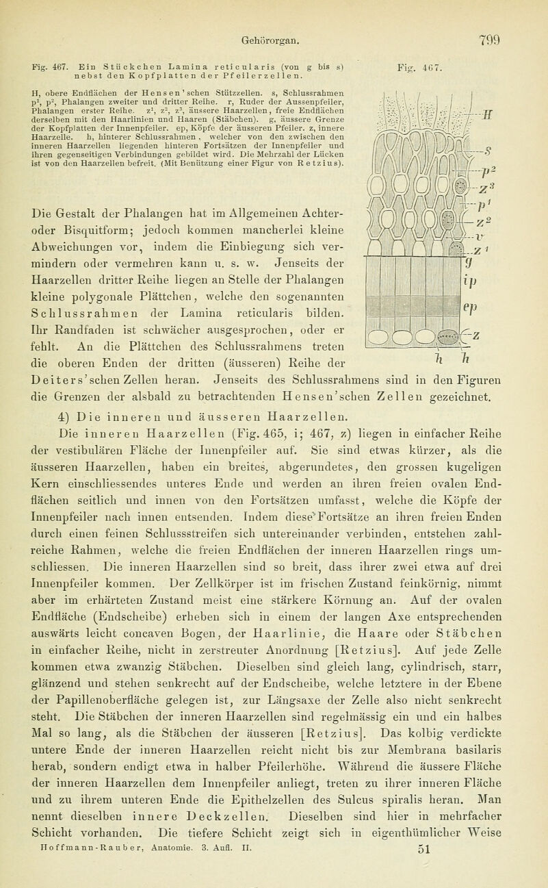 Fig. 467. Ein Stückchen Lamina reticularis (von g bis s) Fi°. 4G7. nebst den Kopfplatten der Pf eil erze lle n. H, obere Endflächen der Hensen' sehen Stützzellen, s, Schlussrahmen p1, p2, Phalangen zweiter und dritter Reihe, r, Ruder der Aussenpfeiler, Phalangen erster Reihe. z1, z2, z3, äussere Haarzellen, freie Endflächen derselben mit den Haarlinien und Haaren (Stäbchen), g, äussere Grenze der Kopfplatten der Innenpfeiler, ep, Köpfe der äusseren Pfeiler, z, innere Haarzelle. h, hinterer Schlussrahmen . welcher von den zwischen den inneren Haarzellen liegenden hinteren Fortsätzen der Innenpfeiler und ihren gegenseitigen Verbindungen gebildet wird. Die Mehrzahl der Lücken ist von den Haarzellen befreit. (Mit Benützung einer Figur von Retzius). Die Gestalt der Phalangen hat im Allgemeinen Achter- oder Bisquitform; jedoch kommen mancherlei kleine Abweichungen vor, indem die Einbiegung sich ver- mindern oder vermehren kann u. s. w. Jenseits der Haarzellen dritter Reihe liegen an Stelle der Phalangen kleine polygonale Plättchen, welche den sogenannten Schlussrahmen der Lamina reticularis bilden. Ihr Randfaden ist schwächer ausgesprochen, oder er fehlt. An die Plättchen des Schlussrahmens treten die oberen Enden der dritten (äusseren) Reihe der Deiters'sehen Zellen heran. Jenseits des Schlussrahmens sind in den Figuren die Grenzen der alsbald zu betrachtenden Hensen'sehen Zellen gezeichnet. 4) Die inneren und äusseren Haarzellen. Die inneren Haarzellen (Fig. 465, i; 467, z) liegen in einfacher Reihe der vestibulären Fläche der Innenpfeiler auf. Sie sind etwas kürzer, als die äusseren Haarzellen, haben ein breites, abgerundetes, den grossen kugeligen Kern einschliessendes unteres Ende und werden an ihren freien ovalen End- flächen seitlich und innen von den Fortsätzen umfasst, welche die Köpfe der Innenpfeiler nach innen entsenden. Indem diese^Fortsätze an ihren freien Enden durch einen feinen Schlussstreifen sich untereinander verbinden, entstehen zahl- reiche Rahmen, welche die freien Endflächen der inneren Haarzellen rings um- schliessen, Die inneren Haarzellen sind so breit, dass ihrer zwei etwa auf drei Innenpfeiler kommen. Der Zellkörper ist im frischen Zustand feinkörnig, nimmt aber im erhärteten Zustand meist eine stärkere Körnung an. Auf der ovalen Endfläche (Endscheibe) erheben sich in einem der langen Axe entsprechenden auswärts leicht coneaven Bogen, der Haarlinie, die Haare oder Stäbchen in einfacher Reihe, nicht in zerstreuter Anordnung [Retzius]. Auf jede Zelle kommen etwa zwanzig Stäbchen. Dieselben sind gleich lang, cylindrisch, starr, glänzend und stehen senkrecht auf der Endscheibe, welche letztere in der Ebene der Papillenoberfläche gelegen ist, zur Längsaxe der Zelle also nicht senkrecht steht. Die Stäbchen der inneren Haarzellen sind regelmässig ein und ein halbes Mal so lang, als die Stäbchen der äusseren [Retzius], Das kolbig verdickte untere Ende der inneren Haarzellen reicht nicht bis zur Membrana basilaris herab, sondern endigt etwa in halber Pfeilerhöhe. Während die äussere Fläche der inneren Haarzellen dem Innenpfeiler anliegt, treten zu ihrer inneren Fläche und zu ihrem unteren Ende die Epithelzellen des Sulcus spiralis heran. Man nennt dieselben innere Deckzellen. Dieselben sind hier in mehrfacher Schicht vorhanden. Die tiefere Schicht zeigt sich in eigenthümlicher Weise Ho f f mann - R a u b e r, Anatomie. 3. Aufl. II. 51