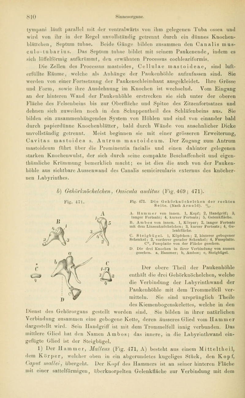 tympani läuft parallel mit der ventralwärts von ihm gelegenen Tuba ossea und wird von ihr in der Regel unvollständig getrennt durch ein dünnes Knochen- blättchen, Septum tuhae. Beide Gänge bilden zusammen den Canalis mos- culo-tubar ius. Das Septum tubae bildet mit seinem Paukenende, indem es sieb löffeiförmig aufkrümmt, den erwähnten Processus cochleariformis, Die Zellen des Processus mastoides, Cellulae mastoideae, sind luft- erfüllte Räume, welche als Anhänge der Paukenhöhle aufzufassen sind. Sie werden von einer Fortsetzung der Paukcnsebleiinbaut ausgekleidet. Ibre Grösse und Form, sowie ibre Ausdehnung im Knochen ist wechselnd. Vom Eingang an der hinteren Wand der Paukenhöhle erstrecken sie sieb unter der oberen Fläche des Felsenbeins bis zur Oberfläche und Spitze des Zitzenfortsatzes und dehnen sieb zuweilen noch in den Schuppentheil des Schläfenbeins aus. Sie bilden ein zusammenhängendes System von Höhlen und sind von einander bald durch papierdünne Knochenblätter, bald durch Wände von ansehnlicher Dicke unvollständig getrennt. Meist beginnen sie mit einer grösseren Erweiterung, Üavitas mastoidea s. Antrum mastoideum. Der Zugang zum Antrum mastoideum führt über die Prominentia facialis und eiuen dahinter gelegenen starken Knochenwulst, der sich durch seine compakte Beschaffenheit und eigen- thümliche Krümmung bemerklieb macht; es ist dies die auch von der Pauken- höhle aus sichtbare Aussenwand des Canalis semicircularis externus des knöcher- nen Labyrinthes. b) Gehörknöchelchen, Ossicula auditus (Fig. 4(39; 471). Fig. 17!. Fig. 471. Die Gehörknöchelchen der rechten Seite. (Nach Arnold). 2/,. A. 11 am in er von innen. 1, Kopf; 2, Handgriff; 3, langer Fortsatz; 4, kurzer Fortsatz; 5. Gelenkfläche. B. Am bös von innen. 1, Körper; 2, langer Fortsatz mit dem Linsenknöchelchen; 3, kurzer Fortsatz; 4, Ge- lenkfläche. (J. Steigbügel. 1, Köpfchen; 2, hinterer gebogener Schenkel; 3, vorderer gerader Schenkel; 4, Fussplatte. C*, Fussplatte von der Fläche gesehen. D. Die drei Knochen in ihrer Verbindung von aussen gesehen, a, Hammer; b, Ambos; c, Steigbügel. Der obere Theil der Paukenhöhle enthält die drei Gehörknöchelchen, welche die Verbindung der Labyrinthwand der Paukenhöhle mit dem Trommelfell ver- mitteln. Sie sind ursprünglich Tbeile des Kiemenbogenskelettes, welche in den Dienst des Gehörorgans gestellt worden sind. Sie bilden in ihrer natürlichen Verbindung zusammen eine gebogene Kette, deren äusseres Glied vom Hammer dargestellt wird. Sein Handgriff ist mit dem Trommelfell innig verbunden. Das mittlere Glied hat den Namen Ambos; das innere, in die Labyrinthwand ein- gefügte Glied ist der Steigbügel. 1) Der Hammer, Mallem (Fig. 471, A) besteht aus einem Mitteltheil, dem Körper, welcher oben in ein abgerundetes kugeliges Stück, den Kopf, Caput mallei, übergebt. Der Kopf des Hammers ist an seiner hinteren Fläche mit einer sattelförmigen, überkuorpelteu Gelenkfläche zur Verbindung mit dem