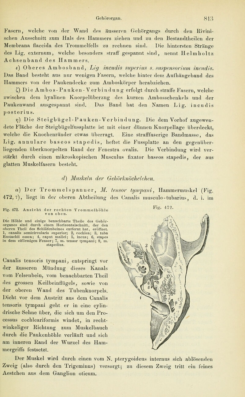 Fasern, welche von der Wand des äusseren Gehörgangs durch den Rivini- schen Ausschnitt zum Hals des Hammers ziehen und zu den Bestandteilen der Membrana flaccida des Trommelfells zu rechnen sind. Die hintersten Stränge des Lig. externum, welche besonders straff gespannt sind, nennt Helmholtz Achsenband des Hammers. e) Oberes Ambosband, Lig incudis super ins s. Suspensorium incudis. Das Band besteht aus nur wenigen Fasern, welche hinter dem Aufhängeband des Hammers von der Paukendecke zum Amboskörper herabziehen. Q Die Arabos- Pauken -Verbin düng erfolgt durch straffe Fasern, welche zwischen dem hyalinen Knorpelüberzug des kurzen Ambosschenkels und der Paukenwand ausgespannt sind. Das Band hat den Namen Lig. incudis posterius. 7j) Die Steigbügel-Pauken-Verbindung. Die dem Vorhof zugewen- dete Fläche der Steigbügelfussplatte ist mit einer dünnen Knorpellage überdeckt, welche die Knochenränder etwas überragt. Eine strafffaserige Bandmasse, das Lig. annulare baseos stapedis, heftet die Fussplatte an den gegenüber- liegenden überknorpelten Rand der Fenestra ovalis. Die Verbindung wird ver- stärkt durch einen mikroskopischen Musculus flxator baseos stapedis, der aus glatten Muskelfasern besteht. d) Muskeln der Gehörknöchelchen. a) Der Trommel Spanner, M. tensor tympani, Hammermuskel (Fig. 472,7), liegt in der oberen Abtheilung des (Janalis musculo-tubarius, d. i. im Fi°\ 472. Fig. 472. Ansicht der rechten Trommelhöhle von oben. Die Höhle und einige benachbarte Theile des Gehör- organes sind durch einen Horizontalschnitt, der den oberen Theil des Schläfenbeines entfernt hat, eröffnet. 1, canalis semicircularis superior; 2, Cochlea; 3, tuba Eustachii ossea; 4, caput mallei; 5, incus; 6, stapes in dem eiförmigen Fenser; 7, m. tensor tympani; 8, m. stapedius. Canalis tensoris tympani, entspringt vor der äusseren Mündung dieses Kanals vom Felsenbein, vom benachbarten Theil des grossen Keilbeinflügels, sowie von der oberen Wand des Tubenknorpels. Dicht vor dem Austritt aus dem Canalis tensoris tympani geht er in eine cylin- drische Sehne über, die sich um den Pro- cessus cochleariformis windet, in recht- winkeliger Richtung zum Muskelbauch durch die Paukenhöhle verläuft und sich am inneren Rand der Wurzel des Ham- mergriffs festsetzt. Der Muskel wird durch einen vom N. pterygoideus internus sich ablösenden Zweig (also durch den Trigeminus) versorgt; zu diesem Zweig tritt ein feines Aestchen aus dem Ganglion oticum.