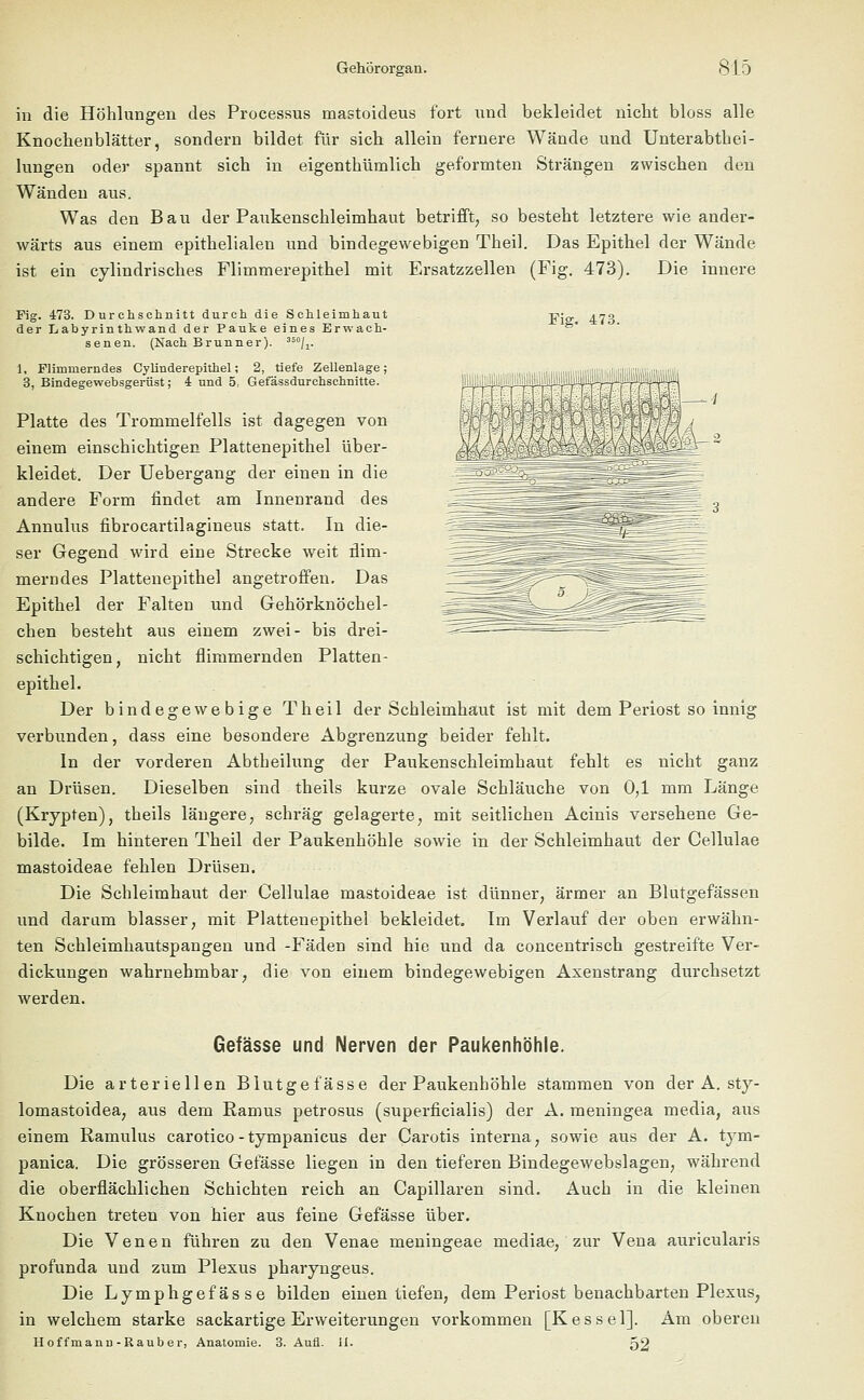 '= 3 in die Höhlungen des Processus mastoideus fort und bekleidet nicht bloss alle Knochenblätter, sondern bildet für sich allein fernere Wände und Unterabthei- lungen oder spannt sich in eigenthümlich geformten Strängen zwischen den Wänden aus. Was den Bau der Paukenschleimhaut betrifft, so besteht letztere wie ander- wärts aus einem epithelialen und bindegewebigen Theil. Das Epithel der Wände ist ein cylindrisches Flimmerepithel mit Ersatzzellen (Fig. 473). Die innere Fig. 473. Durchschnitt durch die Schleimhaut -gier ,no der L,abyrinthwand der Pauke eines Erwach- * senen. (Nach Brunner). 350/1. 1, Flimmerndes Cylinderepithel; 2, tiefe Zellenlage; 3, Bindegewebsgerüst; 4 und 5, Gefässdurchschnitte. Platte des Trommelfells ist dagegen von einem einschichtigen Plattenepithel über- kleidet. Der Uebergang der einen in die andere Form findet am Innenrand des Annulus fibrocartilagineus statt. In die- ser Gegend wird eine Strecke weit flim- merndes Plattenepithel angetroffen. Das Epithel der Falten und Gehörknöchel- chen besteht aus einem zwei- bis drei- schichtigen, nicht flimmernden Platten- epithel. Der bindegewebige Theil der Schleimhaut ist mit dem Periost so innig verbunden, dass eine besondere Abgrenzung beider fehlt. In der vorderen Abtheilung der Paukenschleimhaut fehlt es nicht ganz an Drüsen. Dieselben sind theils kurze ovale Schläuche von 0,1 mm Länge (Krypten), theils längere, schräg gelagerte, mit seitlichen Acinis versehene Ge- bilde. Im hinteren Theil der Paukenhöhle sowie in der Schleimhaut der Cellulae mastoideae fehlen Drüsen. Die Schleimhaut der Cellulae mastoideae ist dünner, ärmer an Blutgefässen und darum blasser, mit Plattenepithel bekleidet. Im Verlauf der oben erwähn- ten Schleimhautspangen und -Fäden sind hie und da concentrisch gestreifte Ver- dickungen wahrnehmbar, die von einem bindegewebigen Axenstrang durchsetzt werden. Gefässe und Nerven der Paukenhöhle. Die arteriellen Blutgefässe der Paukenhöhle stammen von der A. sty- lomastoidea, aus dem Ramus petrosus (superficialis) der A. meningea media, aus einem Ramulus carotico - tympanicus der Carotis interna, sowie aus der A. tym- panica. Die grösseren Gefässe liegen in den tieferen Bindegewebslagen, während die oberflächlichen Schichten reich an Capillaren sind. Auch in die kleinen Knochen treten von hier aus feine Gefässe über. Die Venen führen zu den Venae meningeae mediae, zur Vena auricularis profunda und zum Plexus pharyngeus. Die Lymphgefässe bilden einen tiefen, dem Periost benachbarten Plexus, in welchem starke sackartige Erweiterungen vorkommen [Kessel]. Am oberen Hoffmann - Rauber, Anatomie. 3. Aufl. II. 52