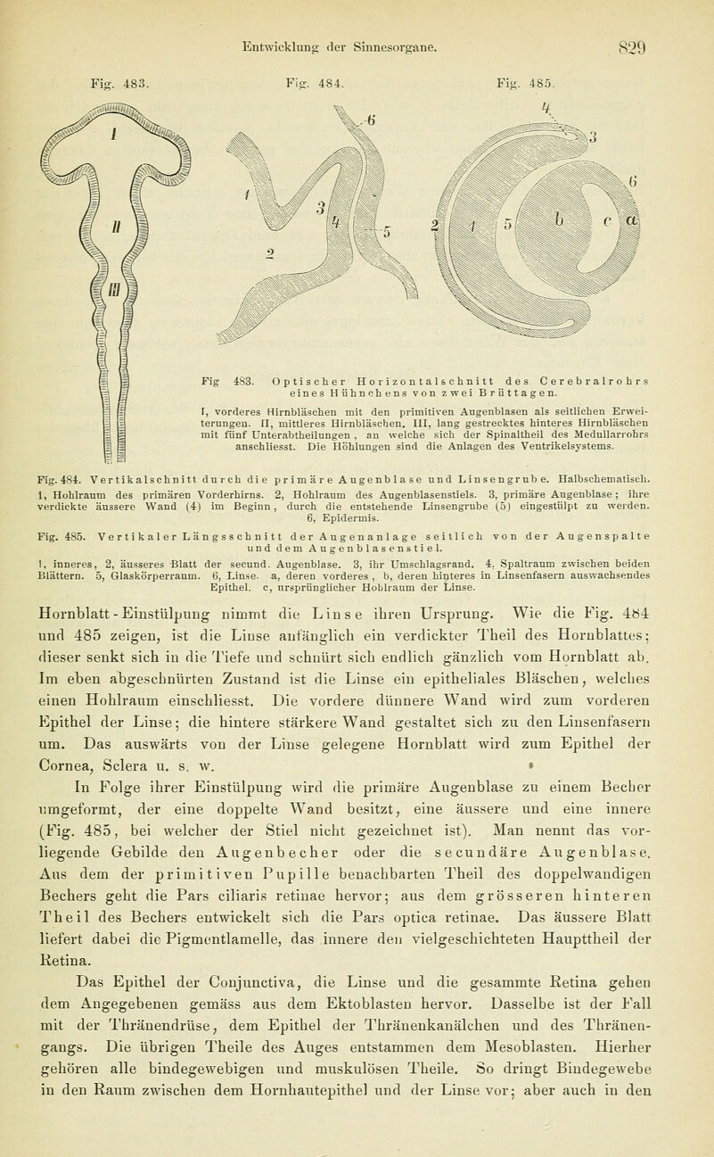 Fig. 483. Fis. 484. F'lL 485. Optischer Horizontalschnitt des Cerebralrohrs eines Hühnchens von zwei Brüttagen. I, vorderes Hirnbläschen mit den primitiven Augenblasen als seitlichen Erwei- terungen. IT, mittleres Hirnbläschen. III, lang gestrecktes hinteres Hirnbläschen mit fünf Unterabfheilungen , an welche sich der Spinaltheil des Medullarrohrs anschliesst. Die Höhlungen sind die Anlagen des Ventrikelsystems. Fig 483. Fig. 484. Vertikalschnitt durch die primäre Augenblase und Linsengrube. Halbschem atiseh. 1, Hohlraum des primären Vorderhirns. 2, Hohlraum des Augenblasenstiels. 3, primäre Augenblase; ihre verdickte äussere Wand (4) im Beginn, durch die entstehende Linsengrube (5J eingestülpt zu werden. 6, Epidermis. Fig. 485. Vertikaler Längsschnitt der Augenanlage seitlich von der Augenspalte und dem Augenblasenstiel. I, inneres, 2, äusseres Blatt der secund. Augenblase. 3, ihr Umschlagsrand. 4. Spaltraum zwischen beiden Blättern. 5, Glaskörperraum. 6, Linse, a, deren vorderes , b, deren hinteres in Linsenfasern auswachsendes Epithel, c, ursprünglicher Hohlraum der Linse. Hornblatt-Einstülpung nimmt die Linse ihren Ursprung. Wie die Fig. 484 und 485 zeigen, ist die Linse anfänglich ein verdickter Theil des Hornblattes; dieser senkt sich in die Tiefe und schnürt sich endlich gänzlich vom Hornblatt ab. Im eben abgeschnürten Zustand ist die Linse ein epitheliales Bläschen, welches einen Hohlraum einschliesst. Die vordere dünnere Wand wird zum vorderen Epithel der Linse; die hintere stärkere Wand gestaltet sich zu den Linsenfasern um. Das auswärts von der Linse gelegene Hornblatt wird zum Epithel der Cornea, Sclera u. s. w. • In Folge ihrer Einstülpung wird die primäre Augenblase zu einem Becher umgeformt, der eine doppelte Wand besitzt, eine äussere und eine innere (Fig. 485, bei welcher der Stiel nicht gezeichnet ist). Man nennt das vor- liegende Gebilde den Augenbecher oder die secundäre Augenblase. Aus dem der primitiven Pupille benachbarten Theil des doppelwandigen Bechers geht die Pars ciliaris retinae hervor; aus dem grösseren hinteren Theil des Bechers entwickelt sich die Pars optica retinae. Das äussere Blatt liefert dabei die Pigmentlamelle, das innere den vielgeschichteten Haupttheil der Retina. Das Epithel der Conjunctiva, die Linse und die gesammte Retina gehen dem Angegebenen gemäss aus dem Ektoblasten hervor. Dasselbe ist der Fall mit der Thränendrüse, dem Epithel der Thränenkanälchen und des Thränen- gangs. Die übrigen Theile des Auges entstammen dem Mesoblasten. Hierher gehören alle bindegewebigen und muskulösen Theile. So dringt Bindegewebe in den Raum zwischen dem Hornhautepithel und der Linse vor; aber auch in den