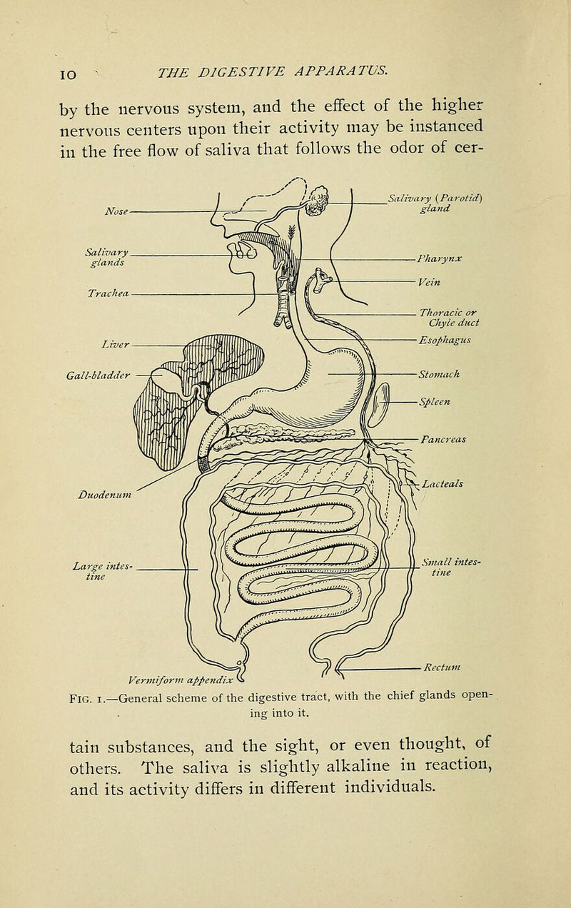 lO by the nervous system, and the effect of the higher nervous centers upon their activity may be instanced in the free flow of saliva that follows the odor of cer- Salivary {Parotid) gland Salivary glands Duodenum Large intes- tine S}nall intes- tine Rectutn Vermiform appendix Fig. I.—General scheme of the digestive tract, with the chief glands open- ing into it. tain substances, and the sight, or even thought, of others. The saliva is slightly alkaline in reaction, and its activity differs in different individuals.