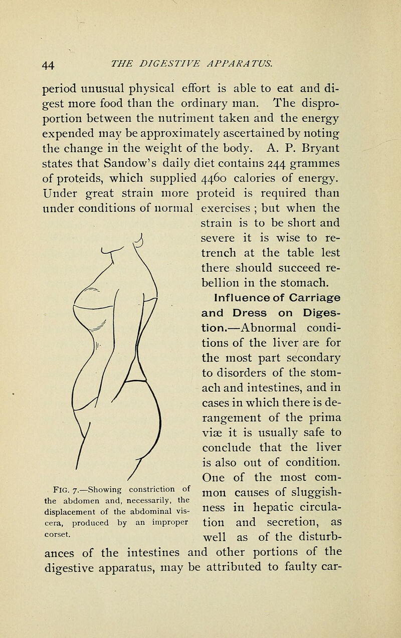 period unusual physical effort is able to eat and di- gest more food than the ordinary man. The dispro- portion between the nutriment taken and the energy expended may be approximately ascertained by noting the change in the weight of the body. A. P. Bryant states that Sandow's daily diet contains 244 grammes of proteids, which supplied 4460 calories of energy. Under great strain more proteid is required than under conditions of normal exercises ; but when the strain is to be short and severe it is wise to re- trench at the table lest there should succeed re- bellion in the stomach. Influence of Carriage and Dress on Diges- tion.—Abnormal condi- tions of the liver are for the most part secondary to disorders of the stom- ach and intestines, and in cases in which there is de- rangement of the prima vise it is usually safe to conclude that the liver is also out of condition. One of the most com- mon causes of sluggish- ness in hepatic circula- tion and secretion, as well as of the disturb- ances of the intestines and other portions of the digestive apparatus, may be attributed to faulty car- FlG. 7.—Showing constriction of the abdomen and, necessarily, the displacement of the abdominal vis- cera, produced by an improper corset.