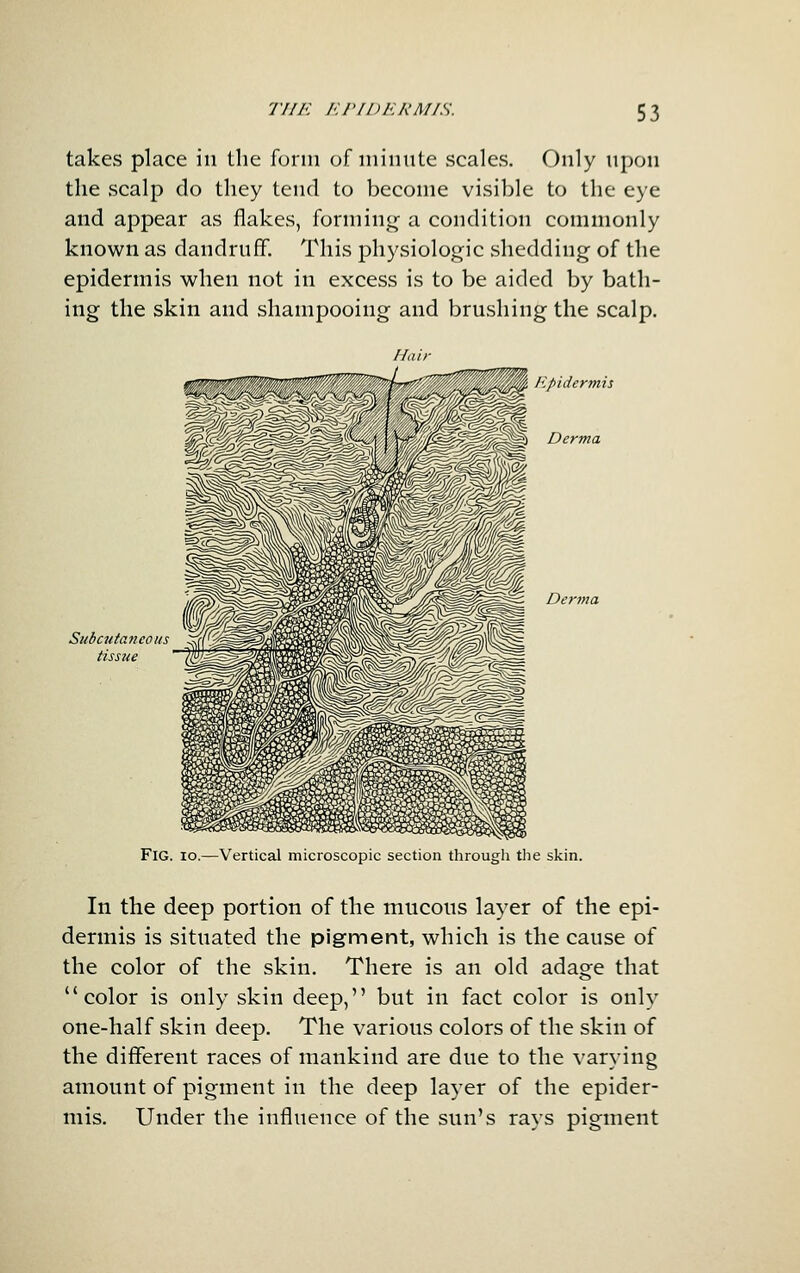 takes place in the form of iiiinute scales. Only npon the scalp do they tend to become visible to the eye and appear as flakes, formin<r a condition commonly known as dandrufif. This physiologic shedding of the epidermis when not in excess is to be aided by bath- ing the skin and shampooing and brushing the scalp. Hair Subcutaneous tissue Epidermis Derma Derma Fig. io.—Vertical microscopic section through the skin. In the deep portion of the mucous layer of the epi- dermis is situated the pigment, which is the cause of the color of the skin. There is an old adage that color is only skin deep, but in fact color is only one-half skin deep. The various colors of the skin of the different races of mankind are due to the varying amount of pigment in the deep layer of the epider- mis. Under the influence of the sun's rays pigment