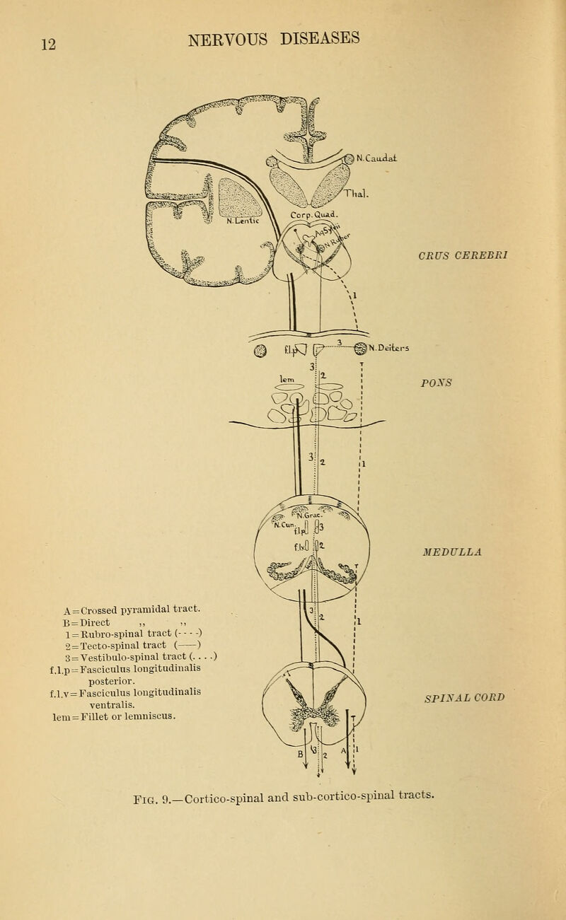 N.CaoAat A = Crossed pyramidal tract. B = Direct 1 = Rubro-spinal tract ( ) 2=Tecto-spiiial tract ( ) 3=Vestibulo-spinal tract (...■) f.l.p-Fasciculns longitudinalis posterior. f.l.v=Fasciculus longitudinalis ventralis. lem = Fillet or lemniscus. 3i C£US CEREBRI P0^Y5 MEDULLA SPIRAL CORD Fig. 9.—Cortico-spinal and sub-cortico-spinal tracts.