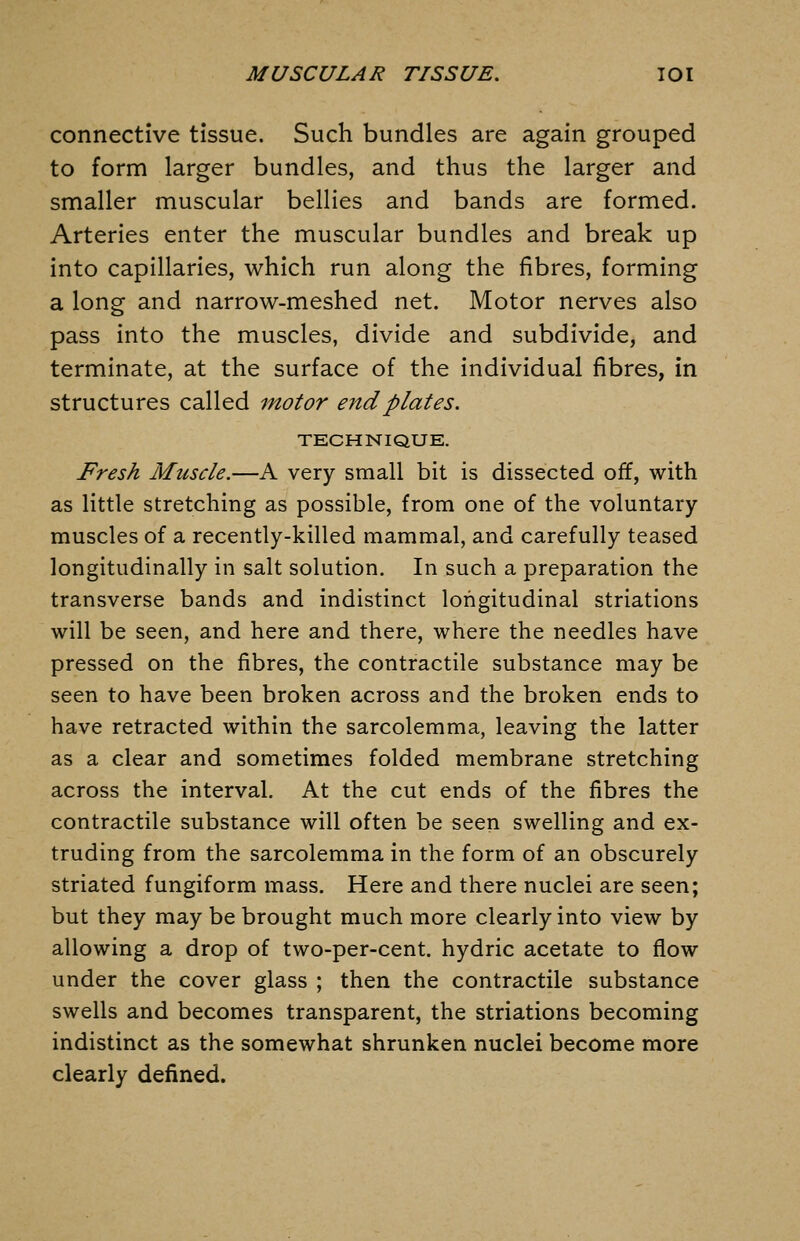 connective tissue. Such bundles are again grouped to form larger bundles, and thus the larger and smaller muscular bellies and bands are formed. Arteries enter the muscular bundles and break up into capillaries, which run along the fibres, forming a long and narrow-meshed net. Motor nerves also pass into the muscles, divide and subdivide, and terminate, at the surface of the individual fibres, in structures called motor end plates. TECHNIQUE. Fresh Muscle.—A very small bit is dissected off, with as little stretching as possible, from one of the voluntary muscles of a recently-killed mammal, and carefully teased longitudinally in salt solution. In such a preparation the transverse bands and indistinct longitudinal striations will be seen, and here and there, where the needles have pressed on the fibres, the contractile substance may be seen to have been broken across and the broken ends to have retracted within the sarcolemma, leaving the latter as a clear and sometimes folded membrane stretching across the interval. At the cut ends of the fibres the contractile substance will often be seen swelling and ex- truding from the sarcolemma in the form of an obscurely striated fungiform mass. Here and there nuclei are seen; but they may be brought much more clearly into view by allowing a drop of two-per-cent. hydric acetate to flow under the cover glass ; then the contractile substance swells and becomes transparent, the striations becoming indistinct as the somewhat shrunken nuclei become more clearly defined.