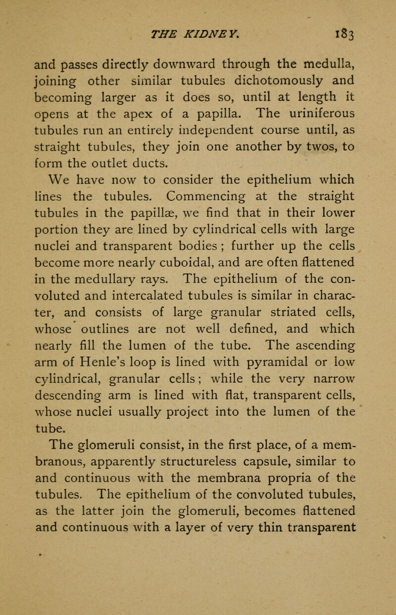 and passes directly downward through the medulla, joining other similar tubules dichotomously and becoming larger as it does so, until at length it opens at the apex of a papilla. The uriniferous tubules run an entirely independent course until, as straight tubules, they join one another by twos, to form the outlet ducts. We have now to consider the epithelium which lines the tubules. Commencing at the straight tubules in the papillae, we find that in their lower portion they are lined by cylindrical cells with large nuclei and transparent bodies ; further up the cells become more nearly cuboidal, and are often flattened in the medullary rays. The epithelium of the con- voluted and intercalated tubules is similar in charac- ter, and consists of large granular striated cells, whose outHnes are not well defined, and which nearly fill the lumen of the tube. The ascending arm of Henle's loop is lined with pyramidal or low cylindrical, granular cells; while the very narrov/ descending arm is lined with flat, transparent cells, whose nuclei usually project into the lumen of the tube. The glomeruli consist, in the first place, of a mem- branous, apparently structureless capsule, similar to and continuous with the membrana propria of the tubules. The epithelium of the convoluted tubules, as the latter join the glomeruli, becomes flattened and continuous with a layer of very thin transparent