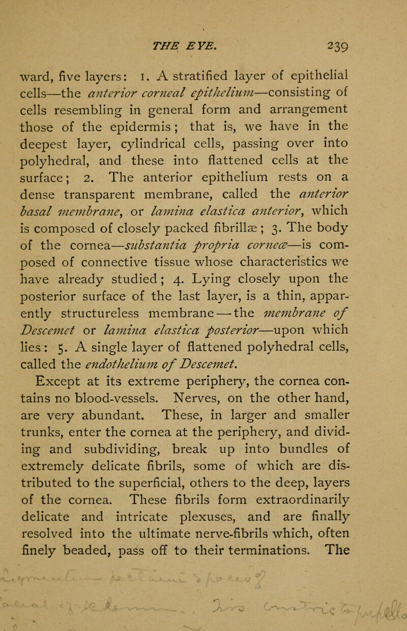 ward, five layers: i. A stratified layer of epithelial cells—the anterior corneal epithelium—consisting of cells resembling in general form and arrangement those of the epidermis; that is, we have in the deepest layer, cylindrical cells, passing over into polyhedral, and these into flattened cells at the surface; 2. The anterior epithelium rests on a dense transparent membrane, called the anterior basal membrane,. or lamina elastica anterior, which is composed of closely packed fibrillse ; 3. The body of the cornea—substantia propria cornecE—is com- posed of connective tissue whose characteristics we have already studied; 4. Lying closely upon the posterior surface of the last layer, is a thin, appar- ently structureless membrane — the membrane of Descemet or lajnina elastica posterior—upon which lies: 5. A single layer of flattened polyhedral cells, called the endothelium, of Descemet. Except at its extreme periphery, the cornea con- tains no blood-vessels. Nerves, on the other hand, are very abundant. These, in larger and smaller trunks, enter the cornea at the periphery, and divid- ing and subdividing, break up into bundles of extremely delicate fibrils, some of which are dis- tributed to the superficial, others to the deep, layers of the cornea. These fibrils form extraordinarily delicate and intricate plexuses, and are finally resolved into the ultimate nerve-fibrils which, often finely beaded, pass off to their terminations. The