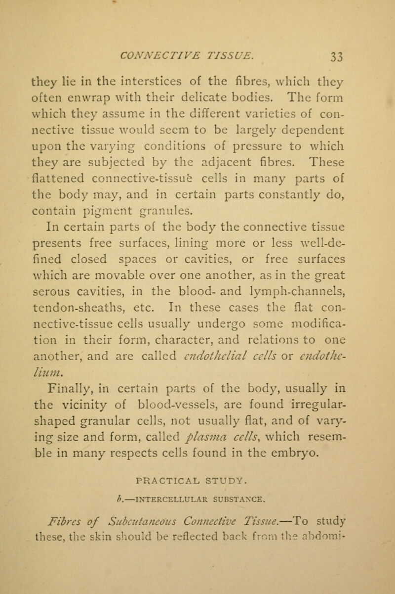 they lie in the interstices of the fibres, which they often enwrap with their delicate bodies. The form which they assume in the different varieties of con- nective tissue would seem to be largely dependent upon the varying conditions of pressure to which they are subjected by the adjacent fibres. These flattened connective-tissue cells in many parts of the body may, and in certain parts constantly do, contain pigment granules. In certain parts of the body the connective tissue presents free surfaces, lining more or less well-de- fined closed spaces or cavities, or free surfaces which are movable over one another, as in the great serous cavities, in the blood- and lymph-channels, tendon-sheaths, etc. In these cases the flat con- nective-tissue cells usually undergo some modifica- tion in their form, character, and relations to one another, and are called endothelial cells or endothe- lium. Finally, in certain parts of the body, usually in the vicinity of blood-vessels, are found irregular- shaped granular cells, not usually fiat, and of vary- ing size and form, called plasma cells, which resem- ble in many respects cells found in the embryo. PRACTICAL STUDY. b.—INTERCELLULAR SUBSTANCE. Fibres of Subcutaneous Connective Tissue.—To study these, the skin should be reflected back from the abdorai-