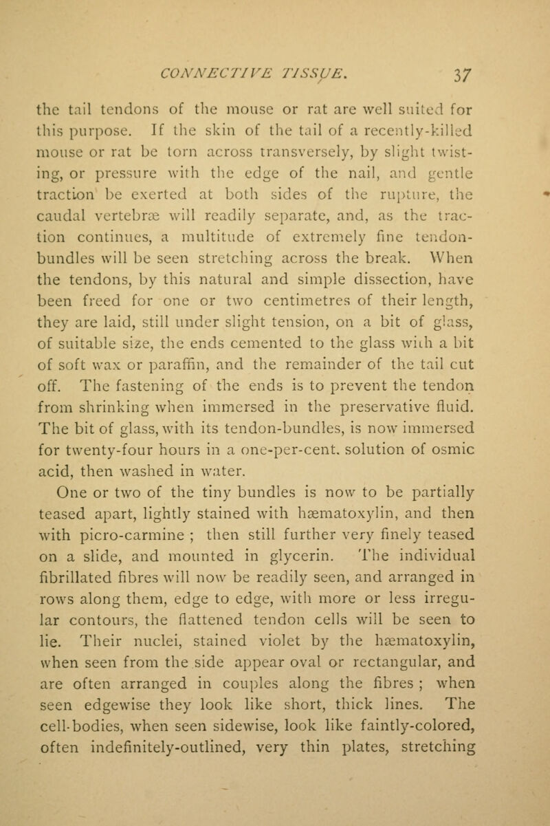 the tail tendons of the mouse or rat are well suited for this purpose. If the skin of the tail of a recently-killed mouse or rat be torn across transversely, by slight twist- ing, or pressure with the edge of the nail, and gentle traction be exerted at both sides of the rupture, the caudal vertebrae will readily separate, and, as the trac- tion continues, a multitude of extremely fine tendon- bundles will be seen stretching across the break. When the tendons, by this natural and simple dissection, have been freed for one or two centimetres of their length, they are laid, still under slight tension, on a bit of glass, of suitable size, the ends cemented to the glass with a bit of soft wax or paraffin, and the remainder of the tail cut off. The fastening of the ends is to prevent the tendon from shrinking when immersed in the preservative fluid. The bit of glass, with its tendon-bundles, is now immersed for twenty-four hours in a one-per-cent. solution of osmic acid, then washed in water. One or two of the tiny bundles is now to be partially teased apart, lightly stained with hsematoxylin, and then with picro-carmine ; then still further very finely teased on a slide, and mounted in glycerin. The individual fibrillated fibres will now be readily seen, and arranged in rows along them, edge to edge, with more or less irregu- lar contours, the flattened tendon cells will be seen to lie. Their nuclei, stained violet by the hematoxylin, when seen from the side appear oval or rectangular, and are often arranged in couples along the fibres ; when seen edgewise they look like short, thick lines. The cell-bodies, when seen sidewise, look like faintly-colored, often indefinitely-outlined, very thin plates, stretching