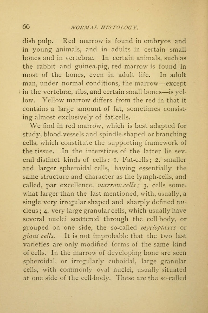 dish pulp. Red marrow is found in embryos and in young animals, and in adults in certain small bones and in vertebrae. In certain animals, such as the rabbit and guinea-pig, red marrow is found in most of the bones, even in adult life. In adult man, under normal conditions, the marrow—except i in the vertebras, ribs, and certain small bones—is yel- low. Yellow marrow differs from the red in that it contains a large amount of fat, sometimes consist- ing almost exclusively of fat-cells. We find in red marrow, which is best adapted for study, blood-vessels and spindle-shaped or branching cells, which constitute the supporting framework of the tissue. In the interstices of the latter lie sev- eral distinct kinds of cells: I. Fat-cells; 2. smaller and larger spheroidal cells, having essentially the same structure and character as the lymph-cells, and called, par excellence, marrow-cells; 3. cells some- what larger than the last mentioned, with, usually, a single very irregular-shaped and sharply defined nu- cleus ; 4. very large granular cells, which usually have several nuclei scattered through the cell-body, or grouped on one side, the so-called myeloplaxcs or giant cells. It is not improbable that the two last varieties are only modified forms of the same kind of cells. In the marrow of developing bone are seen spheroidal, or irregularly cuboidal, large granular cells, with commonly oval nuclei, usually situated at one side of the cell-body. These are the so-called