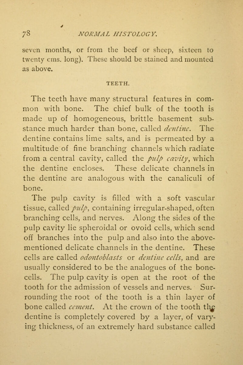 seven months, or from the beef or sheep, sixteen to twenty cms. long). These should be stained and mounted as above. TEETH. The teeth have many structural features in com- mon with bone. The chief bulk of the tooth is made up of homogeneous, brittle basement sub- stance much harder than bone, called dentine. The dentine contains lime salts, and is permeated by a multitude of fine branching channels which radiate from a central cavity, called the pulp cavity, which the dentine encloses. These delicate channels in the dentine are analogous with the canaliculi of bone. The pulp cavity is filled with a soft vascular tissue, called///^, containing irregular-shaped, often branching cells, and nerves. Along the sides of the pulp cavity lie spheroidal or ovoid cells, which send off branches into the pulp and also into the above- mentioned delicate channels in the dentine. These cells are called odontoblasts or dentine cells, and are usually considered to be the analogues of the bone- cells. The pulp cavity is open at the root of the tooth for the admission of vessels and nerves. Sur- rounding the root of the tooth is a thin layer of bone called cement. At the crown of the tooth th^ dentine is completely covered by a layer, of vary- ing thickness, of an extremely hard substance called