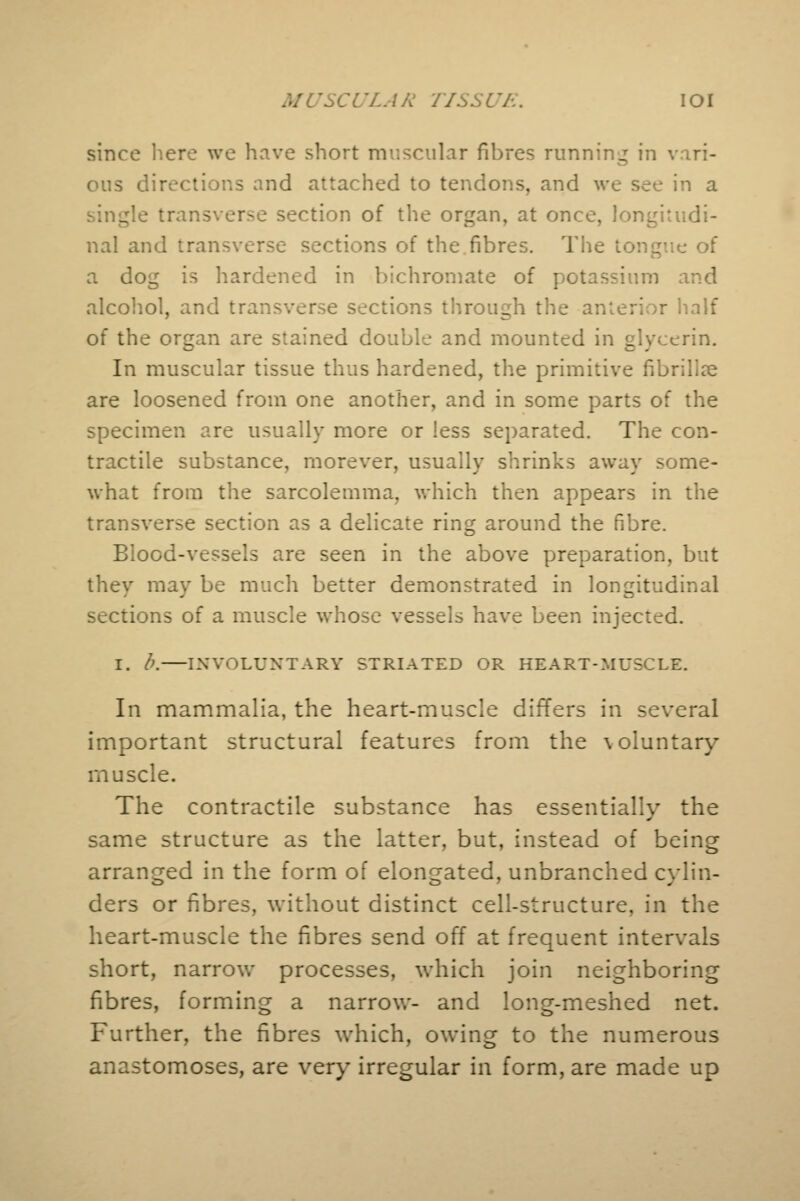 since here we have short muscular fibres running in vari- ous directions and attached to tendons, and we see in a _:le transverse section of the organ, at once, longitudi- nal and transverse sections of the.fibres. The tongue of a dog is hardened in bichromate of potassium and alcohol, and tr e sections through the anterior half of the organ are stained double and mounted in glycerin. In muscular tissue thus hardened, the primitive fibrillar are loosened from one another, and in some parts of the specimen are usually more or less separated. The con- tractile substance, morever, usually shrinks away some- what from the sarcolemma, which then appears in the transverse section as a delicate ring around the fibre. Blood-vessels are seen in the above preparation, but they may be much better demonstrated in longitudinal sections of a muscle whose vessels have been injected. I. b. INVOLUNTARY STRIATED OR HEART-MUSCLE. In mammalia, the heart-muscle differs in several important structural features from the \oluntary muscle. The contractile substance has essentially the same structure as the latter, but, instead of being arranged in the form of elongated, unbranched cylin- ders or fibres, without distinct cell-structure, in the heart-muscle the fibres send off at frequent intervals short, narrow processes, which join neighboring fibres, forming a narrow- and long-meshed net. Further, the fibres which, owing to the numerous anastomoses, are very irregular in form, are made up