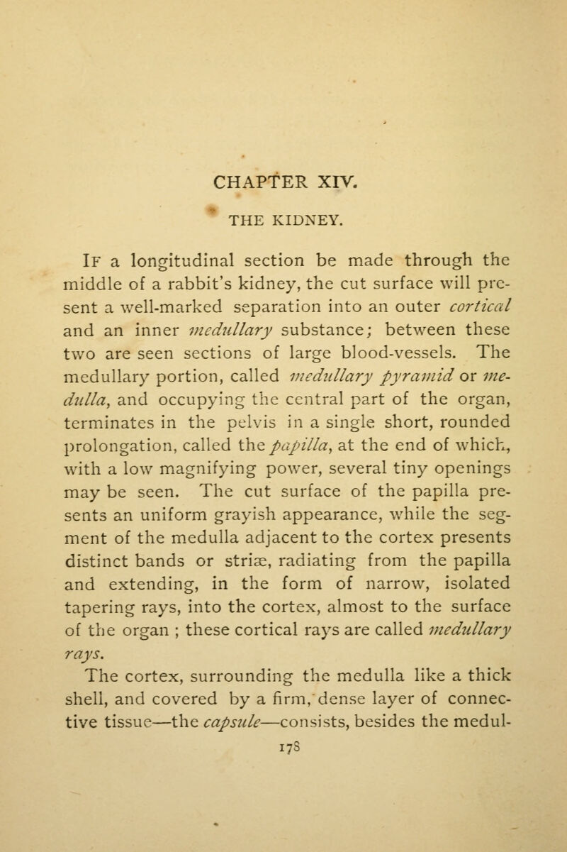 CHAPTER XIV. THE KIDNEY. If a longitudinal section be made through the middle of a rabbit's kidney, the cut surface will pre- sent a well-marked separation into an outer cortical and an inner medullary substance; between these two are seen sections of large blood-vessels. The medullary portion, called medullary pyramid ox me- dulla, and occupying the central part of the organ, terminates in the pelvis in a single short, rounded prolongation, called the papilla, at the end of which, with a low magnifying power, several tiny openings may be seen. The cut surface of the papilla pre- sents an uniform grayish appearance, while the seg- ment of the medulla adjacent to the cortex presents distinct bands or striae, radiating from the papilla and extending, in the form of narrow, isolated tapering rays, into the cortex, almost to the surface of the organ ; these cortical rays are called medtillary rays. The cortex, surrounding the medulla like a thick shell, and covered by a firm, dense layer of connec- tive tissue—the capsule—consists, besides the medul- i73