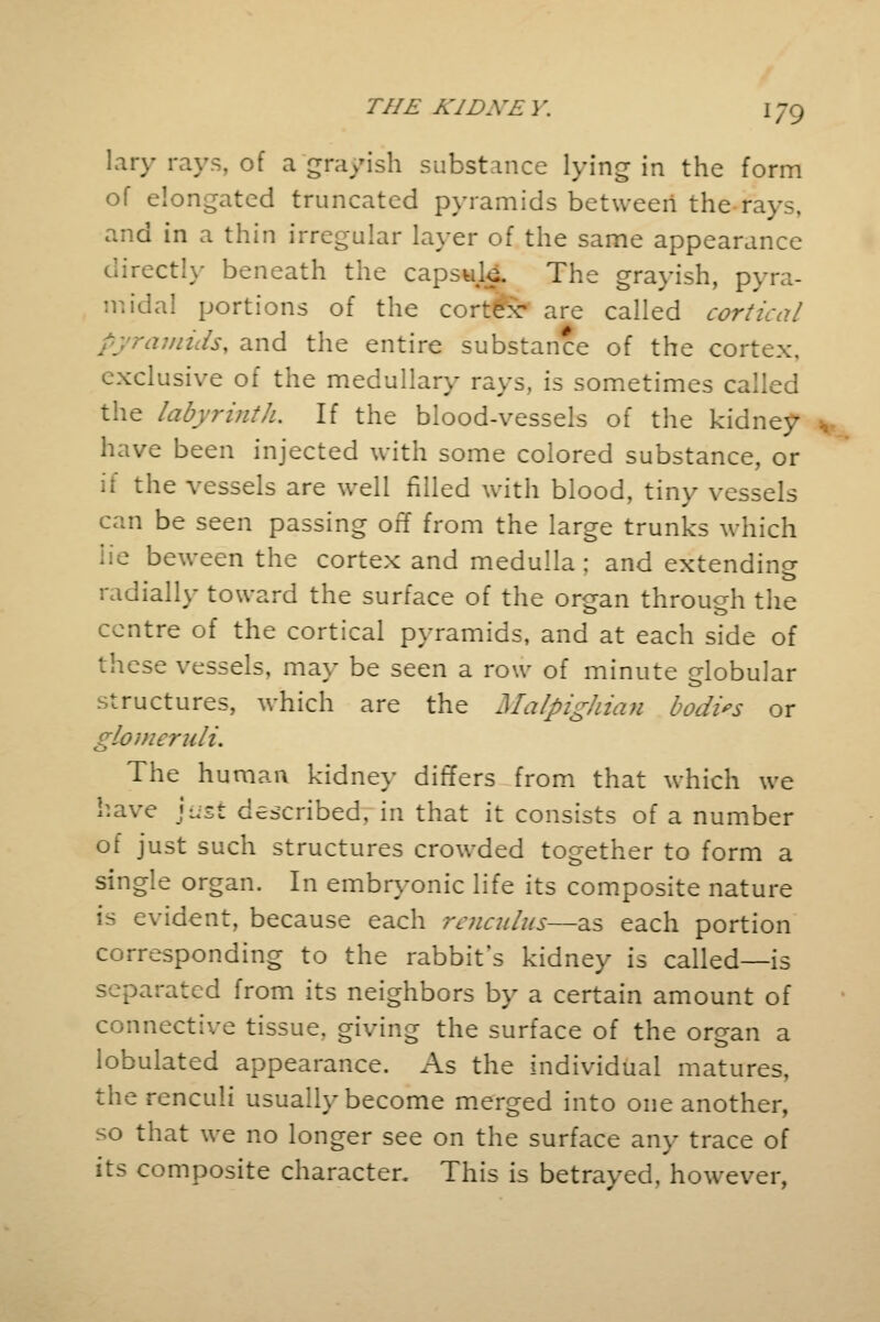 lary rays, of a grayish substance lying in the form of elongated truncated pyramids between the rays, d in a thin irregular layer of the same appearance rectly beneath the capsuk. The grayish, pyra- midal portions of the cortex- are called cortical . and the entire substance of the cortex, exclusive of the medullary rays, is sometimes called the labyrinth. If the blood-vessels of the kidney have been injected with some colored substance, or it the vessels are well filled with blood, tiny vessels can be seen passing off from the large trunks which lie beween the cortex and medulla ; and extending radially toward the surface of the organ through the centre of the cortical pyramids, and at each side of these vessels, may be seen a row of minute globular structures, which are the Malpighian bodies or glomeruli. The human kidney differs from that which we have just described, in that it consists of a number of just such structures crowded together to form a single organ. In embryonic life its composite nature i s evident, because each renculus—as each portion corresponding to the rabbit's kidney is called—is separated from its neighbors by a certain amount of connective tissue, giving the surface of the organ a lobulated appearance. As the individual matures, therenculi usually become merged into one another, so that we no longer see on the surface any trace of its composite character. This is betrayed, however,