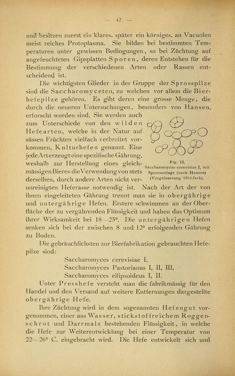 und besitzen zuerst ein klares, später ein körniges, an Vacuolen meist reiches Protoplasma. Sie bilden bei bestimmten Tem- peraturen unter gewissen Bedingungen , so bei Züchtung auf angefeuchteten Gipsplatten Sporen, deren Entstehen für die Bestimmunp- der verschiedenen Arten oder Rassen ent- scheidend ist. Die wichtigsten Glieder in der Gruppe der Sprosspilze sind die Saccharomyceten, zu welchen vor allem die Bier- hefepilze gehören. Es gibt deren eine grosse Menge, die durch die neueren Untersuchungen, besonders von Hansen, erforscht worden sind. Sie werden auch zum Unterschiede von den wilden Hefe arten, welche in der Natur auf süssen Früchten vielfach verbreitet vor- kommen, Kulturhefen genannt. Eine jedeArterzeugt eine spezifische Gährung, weshalb zur Herstellung eines gleich- ^'s- ^^•  ^ Saccharomyces cerevisiae I, mit massigen Bieres die Verwendung von stets Sporenaniage (nach Hansen) derselben, durch andere Arten nicht ver- (Vergrössemng looj-fach). unreinigten Heferasse notwendig ist. Nach der Art der von ihnen eingeleiteten Gährung trennt man sie in obergährige und untergährige Hefen. Erstere schwimmen an der Ober- fläche der zu vergährenden Flüssigkeit und haben das Optimum ihrer Wirksamkeit bei 18—25°. Die untergährige n Hefen senken sich bei der zwischen 8 und 12 erfolgenden Gährung zu Boden. Die gebräuchlichsten zur Bierfabrikation gebrauchten Hefe- pilze sind: Saccharomyces cerevisiae I, Saccharomyces Pastorianus I, II, III, Saccharomyces ellipsoideus I, IL Unter Presshefe versteht man die fabrikmässig für den Handel und den Versand auf weitere Entfernungen dargestellte obergährige Hefe. Ihre Züchtung wird in dem sogenannten Hefengut vor- genommen, einer aus Wasser, stickstoffreichem Roggen- schrot und Darr malz bestehenden Flüssigkeit, in welche die Hefe zur Weiterentwicklung bei einer Temperatur von 22—26'^ C. eingebracht wird. Die Hefe entwickelt sich und