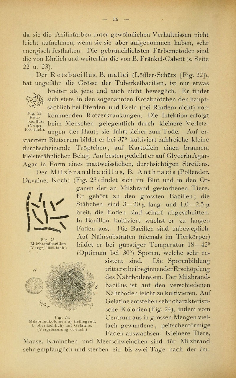 da sie die Anilinfarben unter gewöhnlichen Verhältnissen nicht leicht aufnehmen, wenn sie sie aber aufgenommen haben, sehr energisch festhalten. Die gebräuchlichsten Färbemetoden sind die von Ehrlich und weiterhin die von ß. Fränkel-Gabett (s. Seite 22 u. 23). Der R otzbacillus, B. mallei (Löffler-Schütz [Fig. 22]),, hat ungefähr die Grösse der Tuberkelbacillen, ist nur etwas ^ breiter als jene und auch nicht beweglich. Er findet (^^y^l^/j sich stets in den sogenannten Rotzknötchen der haupt- '^^'^ sächlich bei Pferden und Eseln (bei Rindern nicht) vor- Fig. 22. Rotz- kommenden Rotzerkrankungen. Die Infektion erfolgt (Verg-r. beim Menschen gelegentlich durch kleinere Verletz- bacillus. (Vergr. 1000-fach). ,y^gg^-, (^g^ Haut; sie fühft sicher zum Tode. Auf er- starrtem Blutserum bildet er bei 37° kultiviert zahlreiche kleine durchscheinende Tröpfchen, auf Kartoffeln einen braunen^ kleisterähnlichen Belag. Am besten gedeiht er auf Glycerin Agar- Agar in Form eines mattweisslichen, durchsichtigen Streifens. Der Mil zb r a n db a ci 11 M s, B. A nth r acis (PoUender, Davaine, Koch) (Fig. 23) findet sich im Blut und in den Or- ganen der an Milzbrand gestorbenen Tiere. Er gehört zu den grössten Bacillen; die Stäbchen sind 3—20 jx lang und 1.0—2.5 [x breit, die Enden sind scharf abgeschnitten. In Bouillon kultiviert wächst er zu langen Fäden aus. Die Bacillen sind unbeweglich. Auf Nährsubstraten (niemals im Tierkörper) bildet er bei günstiger Temperatur 18—42* (Optimum bei 30°) Sporen, welche sehr re- sistent sind. Die Sporenbildung tritt erst bei beginnender Erschöpfung des Nährbodens ein. Der Milzbrand- bacillus ist auf den verschiedenen Nährböden leicht zu kultivieren. Auf Gelatine entstehen sehr charakteristi- sche Kolonien (Fig. 24), indem vom Centrum aus in grossen Mengen viel- fach gewundene, peitschenförmige Fäden auswachsen. Kleinere Tiere, Mäuse, Kaninchen und Meerschweinchen sind für Milzbrand sehr empfänglich und sterben ein bis zwei Tage nach der Jm- Milzbrandbacillen (\'ergr.'lOOü-fach.) ^ =^^ S ^^S^''UJ-' Fig Milzbrandkolonien a) tiefliegend. b oberflächlichj auf Gelatine. (Vergrösserung 60-fach.)