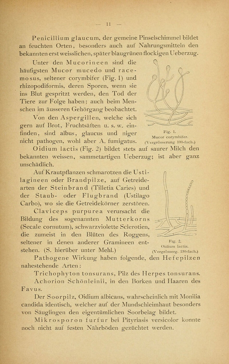 Penicillium glaucum, der gemeine Pinselschimmel bildet an feuchten Orten, besonders auch auf Nahrungsmitteln den bekannten erst weisslichen, später blaugrünen flockigen Ueberzug. Unter den M u c o r i n e e n sind die häufigsten Mucor mucedo und race- mosus. seltener corvmbifer (Fig. 1) und rhizopodiformis, deren Sporen, wenn sie ins Blut gespritzt werden, den Tod der Tiere zur Folge haben: auch beim Men- schen im äusseren Gehörp-anp- beobachtet. \^on den Aspergillen, welche sich gern auf Brot, Fruchtsäften u. s. w. ein- finden, sind albus, glaucus und niger nicht pathogen, wohl aber A. fumigatus. Oidium lactis (Fig. 2) bildet stets auf saurer Milch den bekannten weissen, sammetartigen Ueberzug; ist aber ganz unschädlich. Auf Krautpflanzen schmarotzen die Usti- lagineen oder Brandpilze, auf Getreide- arten der Steinbrand (Tilletia Caries) und der Staub- oder Flugbrand (Ustilago Carbo), wo sie die Getreidekörner zerstören. Claviceps purpurea verursacht die Fig. 1. Mucor corymbifer. (Vergrösserung- 100-fach.) Bilduncr des Mutterkorns (Seeale cornutum), schwarzviolette Sclerotien, die zumeist in den Blüten des Roggens, seltener in denen anderer Gramineen ent- stehen. (S. hierüber unter Mehl.) Flg. 2. Oidium lactis. (Vergrösserg. 150-fach.) Pathogene Wirkung haben folgende, den Hefepilzen nahestehende Arten: Trichophyton tonsurans, Pilz des Herpes tonsurans. xVchorion Schönleinii, in den Borken und Haaren des Favus. Der Soorpilz, Oidium albicans, wahrscheinlich mit ^lonilia Candida identisch, welcher auf der Mundschleimhaut besonders von Säuglingen den eigentümlichen Soorbelag bildet. Mikrosporon furfur bei Pityriasis versicolor konnte noch nicht auf festen Nährböden gezüchtet werden.