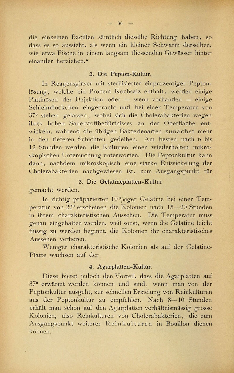 die einzelnen Bacillen sämtlich dieselbe Richtung haben, so dass es so aussieht, als wenn ein kleiner Schwärm derselben, wie etwa Fische in einem langsam fliessenden Gewässer hinter einander herziehen. 2. Die Pepton-Kultur. In Reagensgläser mit sterilisierter einprozentiger Pepton- lösung, welche ein Procent Kochsalz enthält, werden einige Platinösen der Dejektion oder — wenn vorhanden — einige Schleimflöckchen eingebracht und bei einer Temperatur von d>7^ stehen gelassen, wobei sich die Cholerabakterien wegen ihres hohen Sauerstoffbedürfnisses an der Oberfläche ent- wickeln, während die übrigen Bakterienarten zunächst mehr in den tieferen Schichten gedeihen. Am besten nach 6 bis 12 Stunden werden die Kulturen einer wiederholten mikro- skopischen Untersuchung unterworfen. Die Peptonkultur kann dann, nachdem mikroskopisch eine starke Entwickelung der Cholerabakterien nachgewiesen ist, zum Ausgangspunkt für 3. Die Gelatineplatten-Kultur gemacht werden. In richtig präparierter lO'^/oiger Gelatine bei einer Tem- peratur von 22*^ erscheinen die Kolonien nach 15—20 Stunden in ihrem charakteristischen Aussehen. Die Temperatur muss genau eingehalten werden, weil sonst, wenn die Gelatine leicht flüssig zu werden beginnt, die Kolonien ihr charakteristisches Aussehen verlieren. Wenip-er charakteristische Kolonien als auf der Gelatine- Platte wachsen auf der 4. Agarplatten-Kultür. Diese bietet jedoch den Vorteil, dass die Agarplatten auf 37^ erwärmt werden können und sind, wenn man von der Peptonkultur ausgeht, zur schnellen Erzielung von Reinkulturen aus der Peptonkultur zu empfehlen. Nach 8—10 Stunden erhält man schon auf den Agarplatten verhältnismässig grosse Kolonien, also Reinkulturen von Cholerabakterien, die zum Ausgangspunkt weiterer Reinkulturen in Bouillon dienen können.