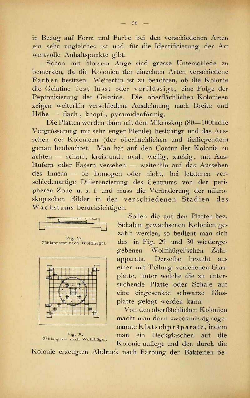 in Bezug auf Form und Farbe bei den verschiedenen Arten ein sehr ungleiches ist und für die Identiiicierung der Art wertvolle Anhaltspunkte gibt. Schon mit blossem Auge sind grosse Unterschiede zu bemerken, da die Kolonien der einzelnen Arten verschiedene Farben besitzen. Weiterhin ist zu beachten, ob die Kolonie die Gelatine fest lässt oder verflüssigt, eine Folge der Peptonisierung der Gelatine. Die oberflächlichen Kolonieen zeigen weiterhin verschiedene Ausdehnung nach Breite und Höhe — flach-, knöpf-, pyramidenförmig. Die Platten werden dann mit dem Mikroskop (80—lOOfache Vergrösserung mit sehr enger Blende) besichtigt und das Aus- sehen der Kolonieen (der oberflächlichen und tiefliegenden) genau beobachtet. Man hat auf den Contur der Kolonie zu achten — scharf, kreisrund, oval, wellig, zackig, mit Aus- läufern oder Fasern versehen — weiterhin auf das Aussehen des Innern —■ ob homogen oder nicht, bei letzteren ver- schiedenartige Differenzierung des Centrums von der peri- pheren Zone u. s. f. und muss die Veränderung der mikro- skopischen Bilder in den verschiedenen Stadien des Wachstums berücksichtigen. Sollen die auf den Platten bez. Schalen gewachsenen Kolonien ge- zählt werden, so bedient man sich des in Fig. 29 und 30 wiederge- gebenen Wolffhügel'sehen Zähl- apparats. Derselbe besteht aus einer mit Teilung versehenen Glas- platte, unter welche die zu unter- suchende Platte oder Schale auf eine eingesenkte schwarze Glas- platte gelegt werden kann. Von den oberflächlichen Kolonien macht man dann zweckmässig soge- nannteKlatschp räparate, indem man ein Deckgläschen auf die Kolonie auflegt und den durch die Kolonie erzeugten Abdruck nach Färbung der Bakterien be- Cr J Fig-. 29. Zählapparat nach Wolffhüg-el rn 1—1 +J i ,# 03 H ^ ^=*a ^ tt M' ^ ' S 1 ■■ f: \ T , ■ ±::i: • V 1 i::::- . ■ . ■■ ^ 1 w HS #  c-_e3 ''l # : # L L_r 1 1 Fig. 30. Zählapparat nach Wolffhüg-el.