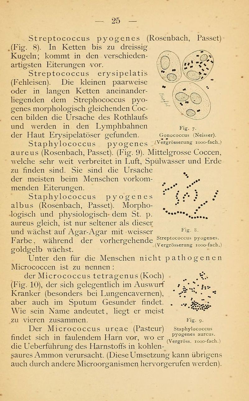 Fig. 7. Gonococcus (Neisser). .(Vergrösserung looo-fach.) Streptococcus pyogen es (Rosenbach, Passet) .(Fig. S). In Ketten bis zu dreissig Kugeln; kommt in den verschieden- artigsten Eiterungen vor. Streptococcus erysipelatis (Fehleisen). Die kleinen paarweise oder in langen Ketten aneinander- liegenden dem Strephococcus pyo- genes morphologisch gleichenden Coc- cen bilden die Ursache des Rothlaufs und werden in den Lymphbahnen der Haut Erysipelatöser gefunden. Staphylococcus pyogenes aureus (Rosenbach, Passet). (Fig. 9). Mittelgrosse Coccen, ^\elche sehr ^^•eit verbreitet in Luft, Spülwasser und Erde zu finden sind. Sie sind die Ursache , der meisten beim Menschen vorkom- ' ,,. menden Eiterungen. *••***. *' • Staphylococcus pyogenes ' \ l' S S albus (Rosenbach, Passet). Morpho- logisch und physiologisch- dem St. p. aureus gleich, ist nur seltener als dieser und wächst auf Agar-Agar mit weisser ^'s- ^■ Farbe, während der vorhergehende S'^p'°'=°'^'^^ P^'°se°es. ,  (vergrösserung looo-fach.) goldgelb wächst. Unter den für die Menschen nicht pathogenen Micrococcen ist zu nennen : der Micrococcus tetragenus (Koch) ^ /•{*.. (Fig. 10), der sich gelegentlich im Auswurf / i', *• »ji. Kranker (besonders bei Lungencavernen), ' ■^''f ' • ^^ aber auch im Sputum Gesunder findet. Wie sein Name andeutet, liegt er meist zu vieren zusammen. Der Micrococcus ureae (Pasteur) findet sich in faulendem Harn vor, wo er die Ueberführung des Harnstoffs in kohlen- saures Ammon verursacht. (Diese Umsetzung kann übrigens auch durch andere Microorganismen hervorgerufen \\erden). •••••••, Fig. 9. Staphylococcus pyogenes aureus. (Vergröss. looo-fach.)