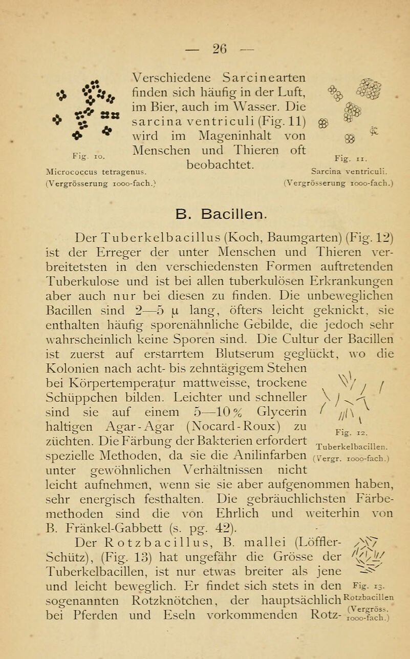 ^ Verschiedene Sarcinearten •^ ***y^m finden sich häufig in der Luft, ^ '5^:? ** im Bier, auch im Wasser. Die -5i •» % 4f sarcina ventriculi (Fig. 11) w'wA im Mageninhalt von Pj ^ Menschen und Thieren oft beobachtet. _ . '^' '. ,. Micrococcus tetragenus. barcina ventriculi. (Vergrösserung looo-fach.) (Vergrösserung looo-fach.) B. Bacillen. Der Tuberkelbacillus (Koch, Baumgarten) (Fig. 12) ist der Erreger der unter Menschen und Thieren ver- breitetsten in den verschiedensten Formen auftretenden Tuberkulose und ist bei allen tuberkulö.sen Erkrankungen aber auch nur bei diesen zu finden. Die unbeweglichen Bacillen sind 2—5 \i. lang, öfters leicht geknickt, sie enthalten häufig sporeiiähnliche Gebilde, die jedoch sehr wahrscheinlich keine Sporen sind. Die Cultur der Bacillen ist zuerst auf erstarrtem Blutserum geglückt, wo die Kolonien nach acht- bis zehntägigem Stehen ^ bei Körpertemperatur mattweisse, trockene ^ / i I Schüppchen bilden. Leichter und schneller ^^^-^y sind sie auf einem 5—10% Glycerin ' 'yy/\ haltigen Agar-Agar (Nocard-Roux) zu j,. züchten. Die Färbung der Bakterien erfordert ^ . . ., •„ ö _ _ . , luberkelbaculen. spezielle ^Methoden, da sie die Anilinfarben ,\-ergr. looo-fach.) unter gewöhnlichen Verhältnissen nicht leicht aufnehmen, wenn sie sie aber aufgenommen haben, sehr energisch festhalten. Die gebräuchhchsten Färbe- methoden sind die von Ehrlich und weiterhin von B. Fränkel-Gabbett (s. pg. 42). Der Rotzbacillus, B. mallei (Löffler- /^\7 Schütz), (Fig. 13) hat ungefähr die Grösse der '^^A/^ Tuberkelbacillen, i.st nur etwas breiter als jene ~^^^^ und leicht be^\■eglich. Er findet sich stets in den Fig. 13. sogenannten Rotzknötchen. der hauptsächlich ^°*'''*='^ bei Pferden und Eseln \-orkommenden Rotz- ioo-fach'.)