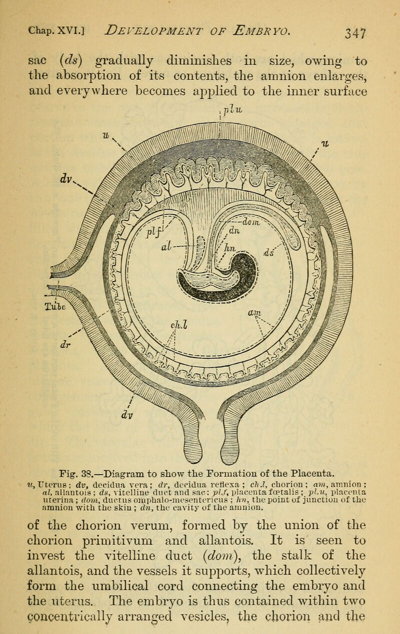 147 sac ids) gradually diminislies in size, owing to the absorption of its contents, the amnion enlarges, and everywhere becomes applied to the inner surface Fig. 38.—Diagram to sliow the Formation of the Placenta. ?«,L'tenis: dv, dccidna vera; dr, decidua reflexa ; c7(.?, claorion ; a7H, amnioTi; rt/, allantois; ds, vitelline diu-t and sac: ;j?./, i)lacentafoetalis ; v^.u, placenta uterina ; doin, ductus oiuplialo-mesentericus ; hn, the point of junction of the amnion with the skin ; dn, the cavity of the amnion. of the chorion verum, formed by the union of the chorion primitivum and allantois. It is seen to invest the vitelline duct (dom), the stalk of the allantois, and the vessels it supports, which collectively form the umbilical cord connecting the embryo and the Titerns. The embryo is thus contained within two QOncentrically arranged vesicles, the chorion and the