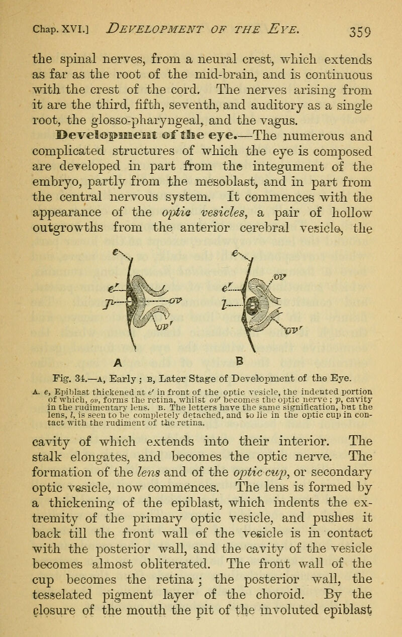 the spinal nerves, from a neural crest, vfliich extends as far as the root of the mid-brain, and is continuous with the crest of the cord. The nerves arisino- from it are the third, fifth, seventh, and auditory as a single root, the giosso-pharyngeal, and the vagus. I>eve!os>iiaeMt ®f the eye.—The numerous and complicated structures of which the eye is composed are developed in part from the integument of the embryo, partly from the mesoblast, and in part from the central nervous system. It commences with the appearance of the o-ptia vesicles, a pair of hollow outgrowths from the anterior cerebral vesicle, the ■Ol? 'vv A B Fig. 3i,—A, Early ; B, Later Stage of Development of the Eye. A. e, Epiljlast tiiickeued at t' in front of the optic vesicle, the indented portion of which, ov, forms the retina, whilst ov' hecomes the optic nerve ; p, cavity in the rudimentary lens. B. The letters have the same signification, bat the lens, I, is seen to he completely detached, and to lie in the optic cup in con- tact with the rudiment of the retina. cavity of which extends into their interior. The stalk elongates, and becomes the optic nerve. The formation of the lens and of the optic ciij), or secondary optic vasicle, now commences. The lens is formed by a thickening of the epiblast, which indents the ex- tremity of the primary optic vesicle, and pushes it back till the front wall of the vesicle is in contact with the posterior wall, and the cavity of the vesicle becomes almost obliterated. The front wall of the cup becomes the retina • the posterior wall, the tesselated pigment layer of the choroid. By the closure of the mouth the pit of the involuted epiblast