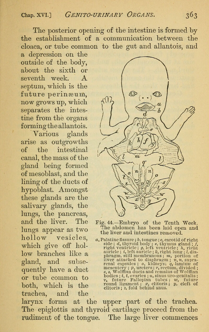 The posterior opening of the intestine is formed by the establishment of a communication between the cloaca, or tube common to the gut and allantois, and a depression on the outside of the body, about the sixth or seventh week. A septum, which is the future perinseum, now grows up, which separates the intes- tine from the organs forming the allantois. Various glands arise as outgrowths of the intestinal canal, the mass of the gland being formed of mesoblast, and the lining of the ducts of hypoblast. Amongst these glands are the salivary glands, the lungs, the pancreas, and the liver. The lungs appear as two hollow vesicles, which give off hol- low branches like a gland, and subse- quently have a duct or tube common to both, which is the trachea, and the larynx forms at the upper part of the trachea. The epiglottis and thyroid cartilage proceed from the Fig. 44.—Embryo of the Tentli Week. The abdomen has been laid open and the hver and intestines removed. a. Palatine fissure ; &, tongue; c, carotid of ricrbt side ; d, thyroid body ; e, tliymus gland'; f, right ventricle; g, left ventricle; /(, richt auricle ; i, left auricle ; fc, right lung ; I, dia- phragm, still membranous ; m, portion of liver attached to diaphragm ; ?i, n, supra- renal capsules ; 0, kidneys; q, laminaj of mesentery ; p, ureters ; r, rectum, divided ; s, s, Wolffian ducts and remains of Wolffian bodies ; t, t, ovaries ; %i, sinus uro-genitalis ; V, future Fallopian tubes ; w, future round ligament; x, clitoris; y, cleft of clitoris ; z, fold behind anus. rudiment of the tongue. The large liver commen,ces