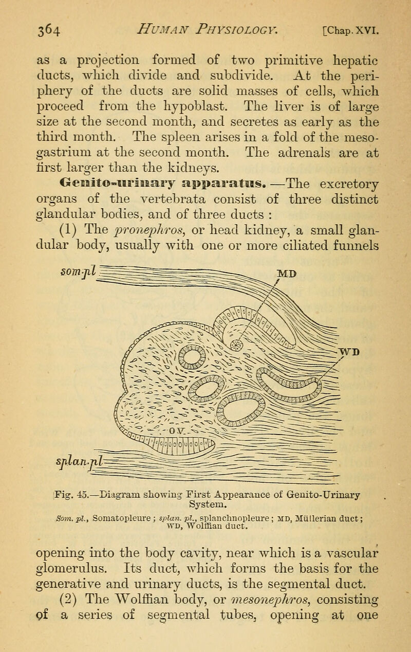 as a projection formed of two primitive liej)atic ducts, which divide and subdivide. At the peri- phery of the ducts are solid masses of cells, which proceed from the hypoblast. The liver is of large size at the second month, and secretes as early as the third month. The spleen arises in a fold of the meso- gastrium at the second month. The adrenals are at tirst larger than the kidneys. GeBiito-iiriaiary apparatus. —The excretory organs of the vertebrata consist of three distinct glandular bodies, and of three ducts : (1) The i^ronephTos, or head kidney, a small glan- dular body, usually with one or more ciliated funnels somjil TVD snlan-jil Fig. 45.—Diagram showing First Appearance of Genito-Urinary System. Som. pi., Somatopleure ; splan. pi., splanchnopleure; md, Miillerian duct; WD, Wolffian duct. opening into the body cavity, near which is a vascular glomerulus. Its duct, which forms the basis for the generative and urinary ducts, is the segmental duct. (2) The Wolffian body, or mesonephros, consisting gf a series of segmental tubes, opening at one