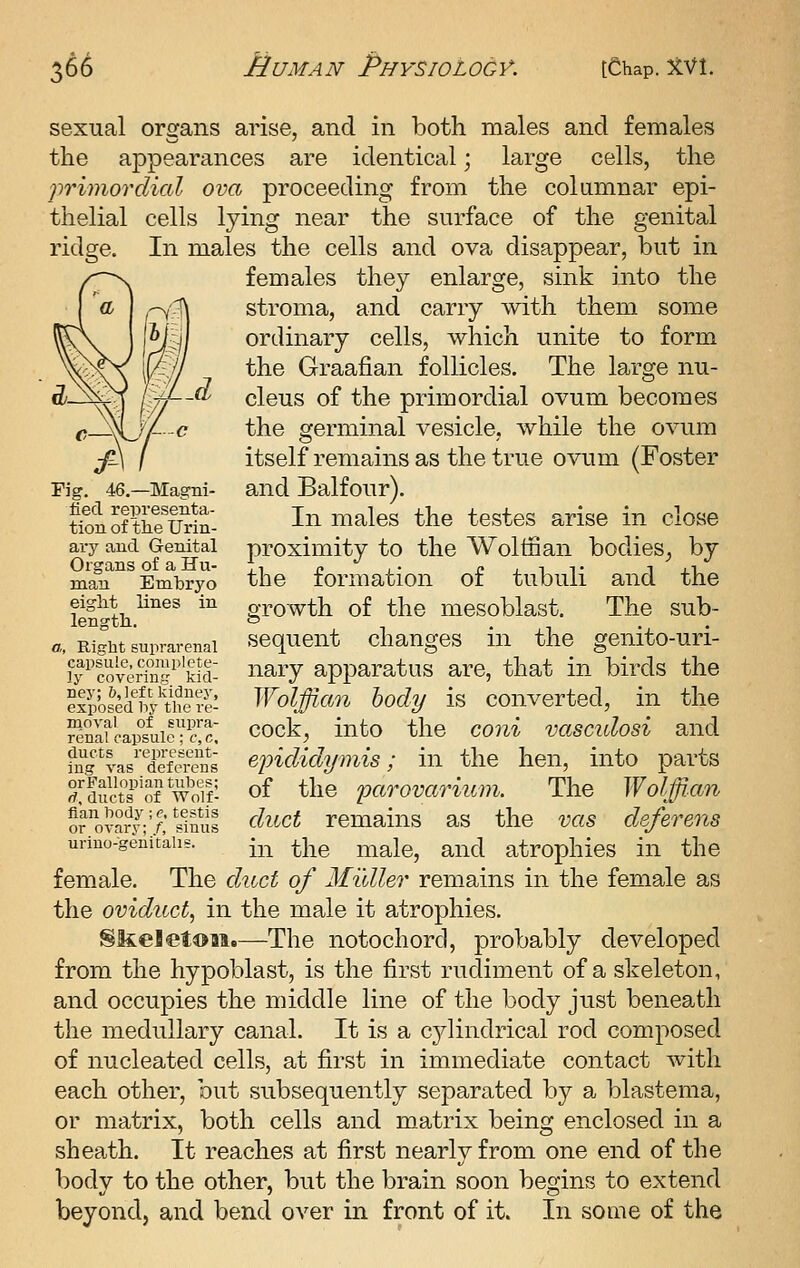 sexual organs arise, and in both males and females the appearances are identical; large cells, the primordial ova proceeding from the columnar epi- thelial cells lying near the surface of the genital ridge. In males the cells and ova disappear, but in females they enlarge, sink into the stroma, and carry with them some ordinary cells, which unite to form the Graafian follicles. The la^rge nu- cleus of the primordial ovum becomes the germinal vesicle, while the ovum itself remains as the true ovum (Foster and Balfour). In males the testes arise in close proximity to the Wolffian bodies^ by the formation of tubuli and the growth of the mesoblast. The sub- sequent changes in the genito-uri- nary apparatus are, that in birds the Wolffian body is converted, in the cock, into the coni vascidosi and epididymis; in the hen, into parts of the parovarium. The Wolffian duct remains as the vas deferens in the male, and atrophies in the female. The duct of Midler remains in the female as the oviduct, in the male it atrophies. SJkeletoai.—The notochorc!, probably developed from the hypoblast, is the first rudiment of a skeleton, and occupies the middle line of the body just beneath the medullary canal. It is a cjdindrical rod composed of nucleated cells, at first in immediate contact with each other, but subsequently separated by a blastema, or matrix, both cells and matrix being enclosed in a sheath. It reaches at first nearly from one end of the body to the other, but the brain soon begins to extend beyondj and bend over in front of it. In some of the Fig. 46,—Magni- fied representa- tion of the Urin- ary and Genital Organs of a Hu- man Embryo eight lines in length. a, Right suprarenal capsule, complete- ly covering kid- ney; &, left kidney, exposed liy the re- moval of supra- renal capsule; c,c, ducts represent- ing vas deferens or Fallopian tubes; rl, ducts of Wolf- flan body; c, testis or ovary; /, sinus urino-genitalis.