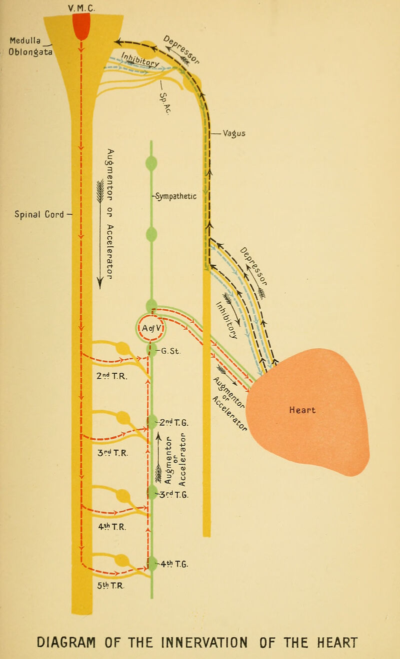 V.M.C Medulla_^ Oblongata ^-~-^.x '■iiOt^ ^s^*- Spinal Cord — j S'bT.R