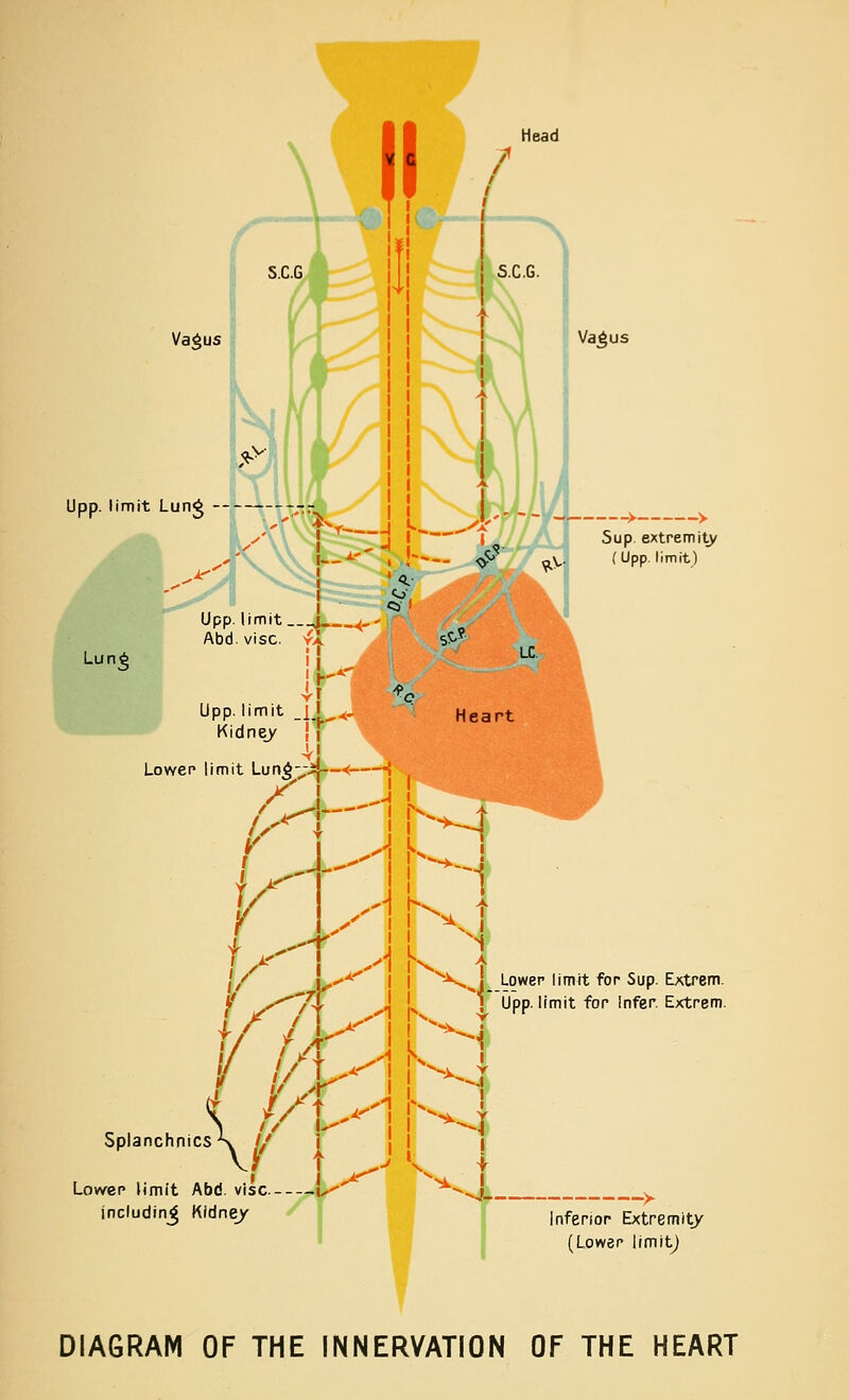 Va^us Upp. limit Lung — Lun^ Va^us Sup. extremity (Upp. limit) Upp. limit j_ ^, Abd. vise. ^X. Upp. limit _[} ^^~ Kidney j i Lower limit Lun^yij—-< -{ X I J r x-^A \ Y \.A -T A Heart |\^ 1/ r /; Splanchnics-S // Lower limit Abd. vise \^ including Kidne_/ I ^'1 i ^X^ } Lower limit for Sup. E^trem. if Upp. limit for Infer Extrem. ■4-. f Inferior Extremity (Lower iimitj