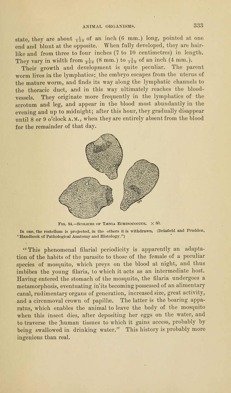ANIMAL ORGANISMS. 666 state, they are about yfg- of an inch (G mm.) long, pointed at one end and blunt at the opposite. When fully developed, they are hair- like and from three to four inches (7 to 10 centimetres) in length. They vary in width from -gfar (8 mm-) to rfo of an incn (4 mm-)- Their growth and development is quite peculiar. The parent worm lives in the lymphatics; the embryo escapes from the uterus of the mature worm, and finds its way along the lymphatic channels to the thoracic duct, and in this way ultimately reaches the blood- vessels. They originate more frequently in the lymphatics of the scrotum and leg, and appear in the blood most abundantly in the evening and up to midnight; after this hour, they gradually disappear until 8 or 9 o'clock a.m., when they are entirely absent from the blood for the remainder of that day. Fig. 94.—Scolices op T-enia Echinococcus. X 60. In one, the rosteUum is projected, in the others it is withdrawn. (Delafield and Prudden, 1 Handbook of Pathological Anatomy and Histology.) This phenomenal filarial periodicity is apparently an adapta- tion of the habits of the parasite to those of the female of a peculiar species of mosquito, which preys on the blood at night, and thus imbibes the young filaria, to which it acts as an intermediate host. Having entered the stomach of the mosquito, the filaria undergoes a metamorphosis, eventuating in'its becoming possessed of an alimentary canal, rudimentary organs of generation, increased size, great activity, and a circumoval crown of papillae. The latter is the boaring appa- ratus, which enables the animal to leave the body of the mosquito when this insect dies, after depositing her eggs on the water, and to traverse the ^human tissues to which it gains access, probably by being swallowed in drinking water. This history is probably more ingenious than real.