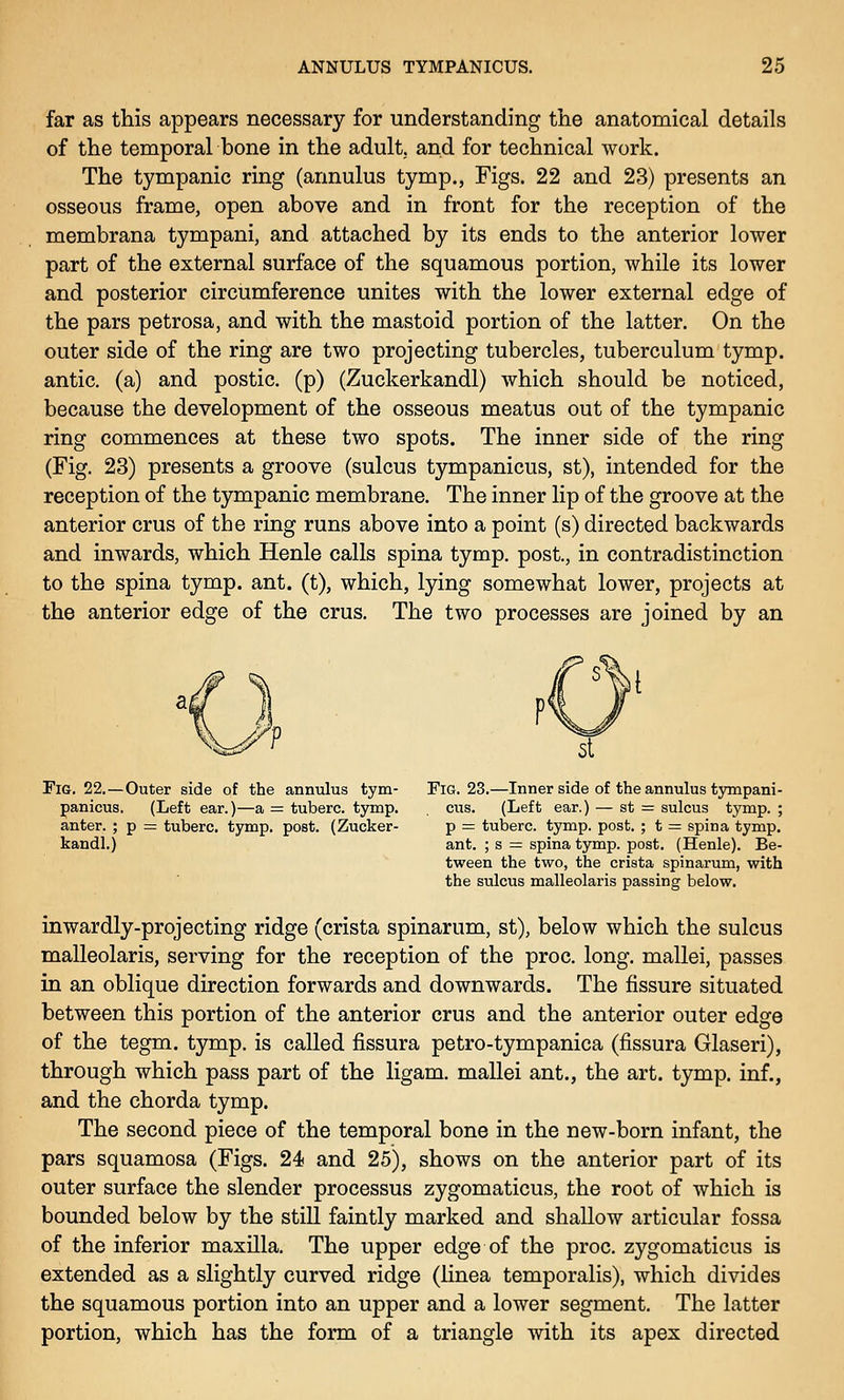 far as this appears necessary for understanding the anatomical details of the temporal bone in the adult, and for technical work. The tympanic ring (annulus tymp., Figs. 22 and 23) presents an osseous frame, open above and in front for the reception of the membrana tympani, and attached by its ends to the anterior lower part of the external surface of the squamous portion, while its lower and posterior circumference unites with the lower external edge of the pars petrosa, and with the mastoid portion of the latter. On the outer side of the ring are two projecting tubercles, tuberculum tymp. antic, (a) and postic. (p) (Zuckerkandl) which should be noticed, because the development of the osseous meatus out of the tympanic ring commences at these two spots. The inner side of the ring (Fig. 23) presents a groove (sulcus tympanicus, st), intended for the reception of the tympanic membrane. The inner lip of the groove at the anterior crus of the ring runs above into a point (s) directed backwards and inwards, which Henle calls spina tymp. post., in contradistinction to the spina tymp. ant. (t), which, lying somewhat lower, projects at the anterior edge of the crus. The two processes are joined by an Fie. 22.—Outer side of the annulus tym- Fig. 23.—Inner side of the annulus tympani- panicus. (Left ear.)—a = tuberc. tymp. cus. (Left ear.) — st = sulcus tymp. ; anter. ; p = tuberc. tymp. post. (Zucker- p = tuberc. tymp. post. ; t = spina tymp. kandl.) ant. ; s = spina tymp. post. (Henle). Be- tween the two, the crista spinarum, with the sulcus malleolaris passing below. inwardly-projecting ridge (crista spinarum, st), below which the sulcus malleolaris, serving for the reception of the proc. long, mallei, passes in an oblique direction forwards and downwards. The fissure situated between this portion of the anterior crus and the anterior outer edge of the tegm. tymp. is called fissura petro-tympanica (fissura Glaseri), through which pass part of the ligam. mallei ant., the art. tymp. inf., and the chorda tymp. The second piece of the temporal bone in the new-born infant, the pars squamosa (Figs. 24 and 25), shows on the anterior part of its outer surface the slender processus zygomaticus, the root of which is bounded below by the still faintly marked and shallow articular fossa of the inferior maxilla. The upper edge of the proc. zygomaticus is extended as a slightly curved ridge (linea temporalis), which divides the squamous portion into an upper and a lower segment. The latter portion, which has the form of a triangle with its apex directed