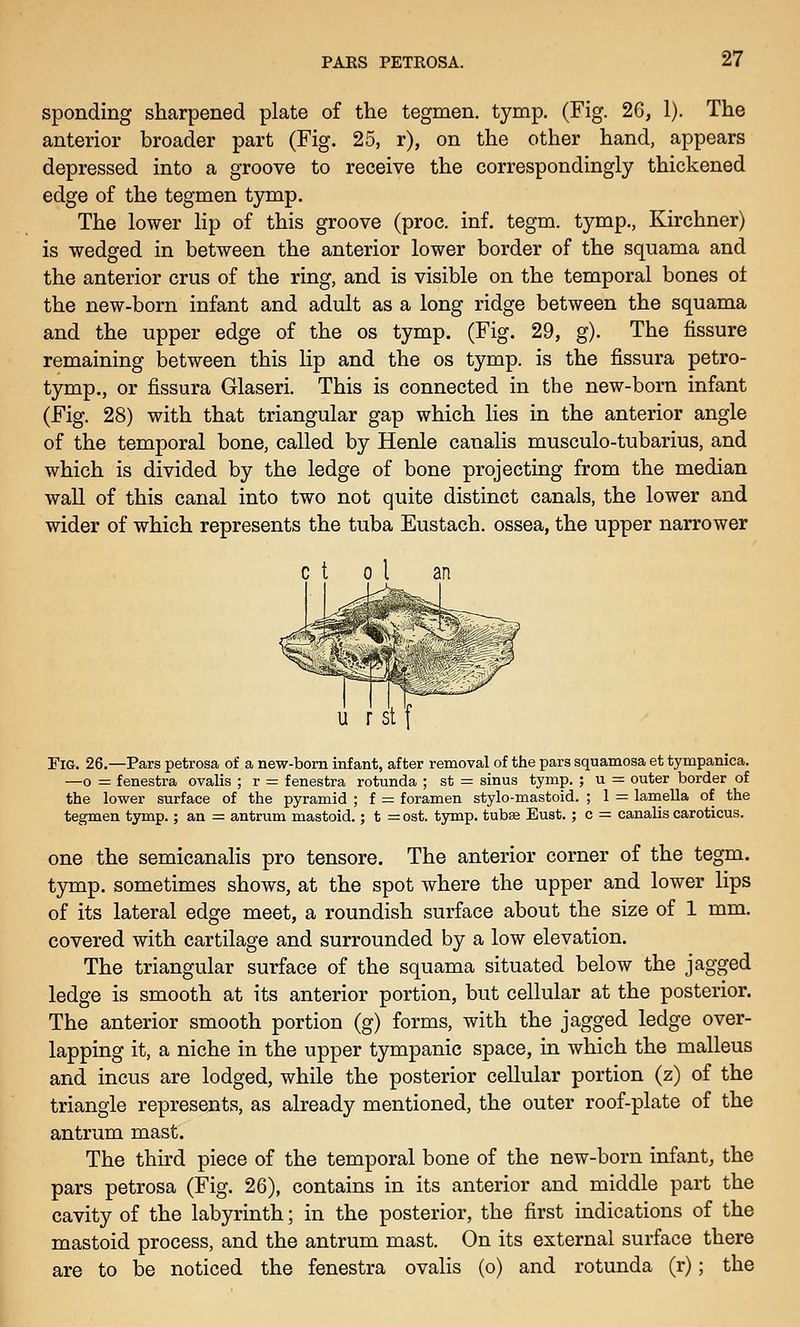 sponding sharpened plate of the tegmen. tymp. (Fig. 26, 1). The anterior broader part (Fig. 25, r), on the other hand, appears depressed into a groove to receive the correspondingly thickened edge of the tegmen tymp. The lower lip of this groove (proc. inf. tegm. tymp., Kirchner) is wedged in between the anterior lower border of the squama and the anterior crus of the ring, and is visible on the temporal bones ot the new-born infant and adult as a long ridge between the squama and the upper edge of the os tymp, (Fig. 29, g). The fissure remaining between this lip and the os tymp. is the fissura petro- tymp., or fissura Glaseri. This is connected in the new-born infant (Fig. 28) with that triangular gap which lies in the anterior angle of the temporal bone, called by Henle canalis musculo-tubarius, and which is divided by the ledge of bone projecting from the median wall of this canal into two not quite distinct canals, the lower and wider of which represents the tuba Eustach. ossea, the upper narrower u r St f Fig. 26.—Pars petrosa of a new-bom infant, after removal of the pars squamosa et tympanica. —o = fenestra ovalis ; r = fenestra rotunda ; st = sinus tymp. ; u = outer border of the lower surface of the pyramid ; f = foramen stylo-mastoid. ; 1 = lamella of the tegmen tymp.; an = antrum mastoid.; t = ost. tjrmp. tubae Euat. ; c = canalis caroticus. one the semicanaHs pro tensore. The anterior corner of the tegm. tymp. sometimes shows, at the spot where the upper and lower lips of its lateral edge meet, a roundish surface about the size of 1 mm. covered with cartilage and surrounded by a low elevation. The triangular surface of the squama situated below the jagged ledge is smooth at its anterior portion, but cellular at the posterior. The anterior smooth portion (g) forms, with the jagged ledge over- lapping it, a niche in the upper tympanic space, in which the malleus and incus are lodged, while the posterior cellular portion (z) of the triangle represents, as already mentioned, the outer roof-plate of the antrum mast. The third piece of the temporal bone of the new-born infant, the pars petrosa (Fig. 26), contains in its anterior and middle part the cavity of the labyrinth; in the posterior, the first indications of the mastoid process, and the antrum mast. On its external surface there are to be noticed the fenestra ovalis (o) and rotunda (r); the