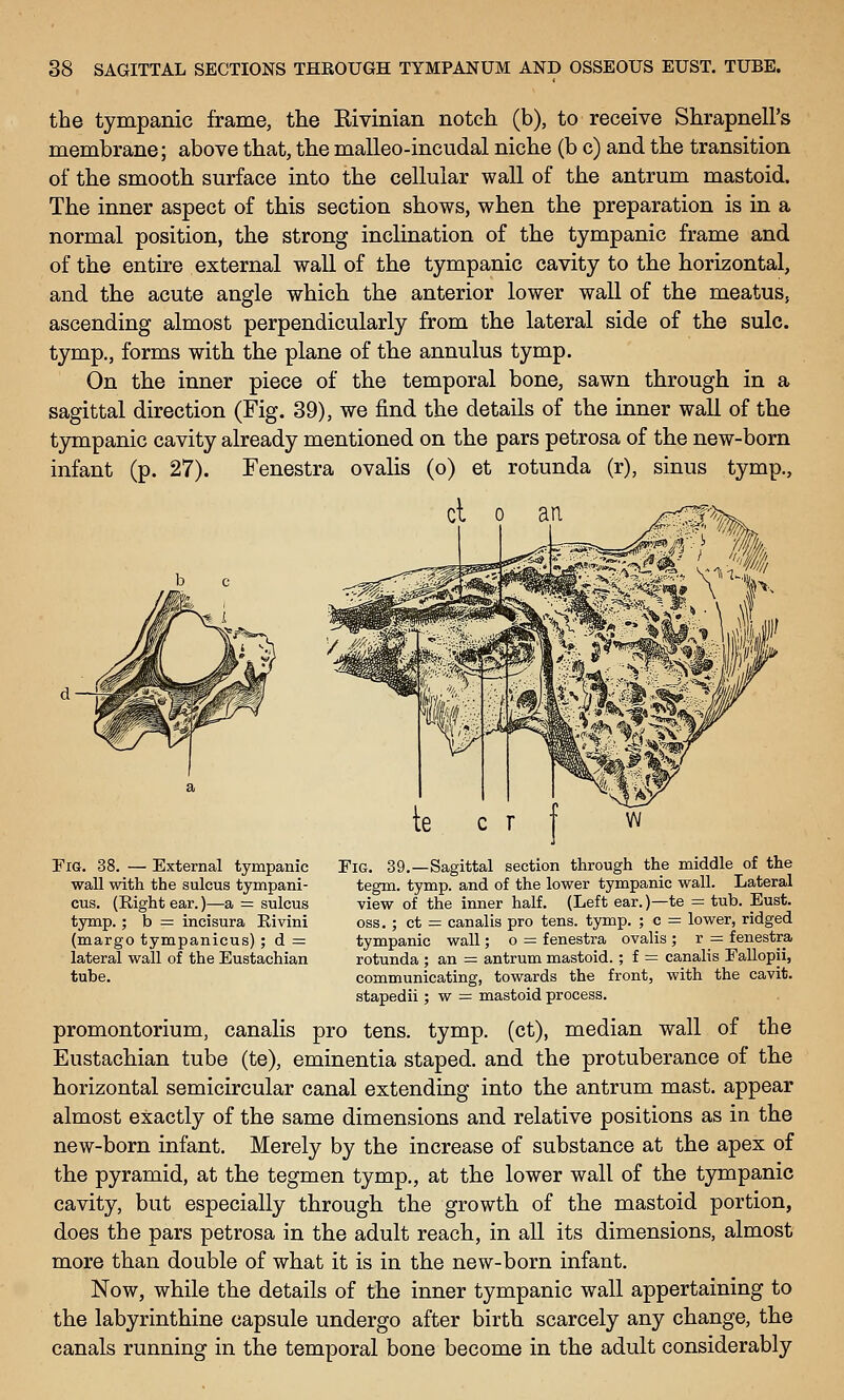 the tympanic frame, the Rivinian notch (b), to receive Shrapnell's membrane; above that, the malleo-incudal niche (b c) and the transition of the smooth surface into the cellular wall of the antrum mastoid. The inner aspect of this section shows, when the preparation is in a normal position, the strong inclination of the tympanic frame and of the entire external wall of the tympanic cavity to the horizontal, and the acute angle which the anterior lower wall of the meatus, ascending almost perpendicularly from the lateral side of the sulc. tymp., forms with the plane of the annulus tymp. On the inner piece of the temporal bone, sawn through in a sagittal direction (Fig. 39), we find the details of the inner wall of the tympanic cavity already mentioned on the pars petrosa of the new-born infant (p. 27). Fenestra ovalis (o) et rotunda (r), sinus tymp.. Fig. 38. — External tympanic wall with the sulcus tympani- cus. (Right ear.)—a = sulcus tymp.; b = incisura Eivini (margo tympanicus) ; d = lateral wall of the Eustachian tube. EiG. 39.—Sagittal section through the middle of the tegm. tymp. and of the lower tympanic wall. Lateral view of the inner half. (Left ear.)—te = tub. Eust. OSS,; ct = canalis pro tens. tymp. ; c = lower, ridged tympanic wall; o = fenestra ovalis ; r = fenestra rotunda ; an = antrum mastoid.; f = canalis Fallopii, communicating, towards the front, with the cavit. stapedii; w = mastoid process. promontorium, canalis pro tens. tymp. (ct), median wall of the Eustachian tube (te), eminentia staped. and the protuberance of the horizontal semicircular canal extending into the antrum mast, appear almost exactly of the same dimensions and relative positions as in the new-born infant. Merely by the increase of substance at the apex of the pyramid, at the tegmen tymp., at the lower wall of the tympanic cavity, but especially through the growth of the mastoid portion, does the pars petrosa in the adult reach, in all its dimensions, almost more than double of what it is in the new-born infant. Now, while the details of tte inner tympanic wall appertaining to the labyrinthine capsule undergo after birth scarcely any change, the canals running in the temporal bone become in the adult considerably