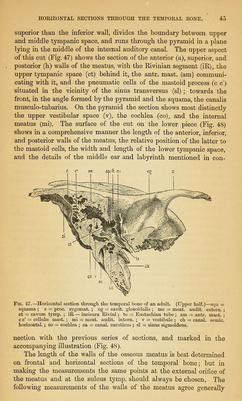 superior than the inferior wall, divides the boundary between upper and middle tympanic space, and runs through the pyramid in a plane lying in the middle of the internal auditory canal. The upper aspect of this cut (Fig. 47) shows the section of the anterior (a), superior, and posterior (h) walls of the meatus, with the Rivinian segment (iR), the upper tympanic space (ct) behind it, the antr. mast, (am) communi- cating with it, and the pneumatic cells of the mastoid process (c c') situated in the vicinity of the sinus transversus (si) ; towards the front, in the angle formed by the pyramid and the squama, the canalis musculo-tubarius. On the pyramid the section shows most distinctly the upper vestibular space (v), the cochlea (co), and the internal meatus (mi). The surface of the cut on the lower piece (Fig. 48) shows in a comprehensive manner the length of the anterior, inferior, and posterior walls of the meatus, the relative position of the latter to the mastoid cells, the width and length of the lower tympanic space, and the details of the middle ear and labyrinth mentioned in con- squilt Fig. 47.—Horizontal section through the temporal bone of an adult. (Upper half.)—squ = squama ; z = proc. zygomat. ; eg = cavit. glenoidalis ; me = meat, audit, extern. ; ct = cavum tymp. ; iR — incisura Rivini; te = Eustachian tube ; am = autr. mast. ; c c' = cellulfe mast. ; mi = meat, audit, intern. ; v = vestibule ; ch = canal, semic. horizontal.; co = cochlea ; ca = canal, caroticus ; si = sinus sigmoideus. nection with the previous series of sections, and marked in the accompanying illustration (Fig. 48). The length of the walls of the osseous meatus is best determined on frontal and horizontal sections of the temporal bone; but in making the measurements the same points at the external orifice of the meatus and at the sulcus tymp. should always be chosen. The following measurements of the wails of the meatus agree generally