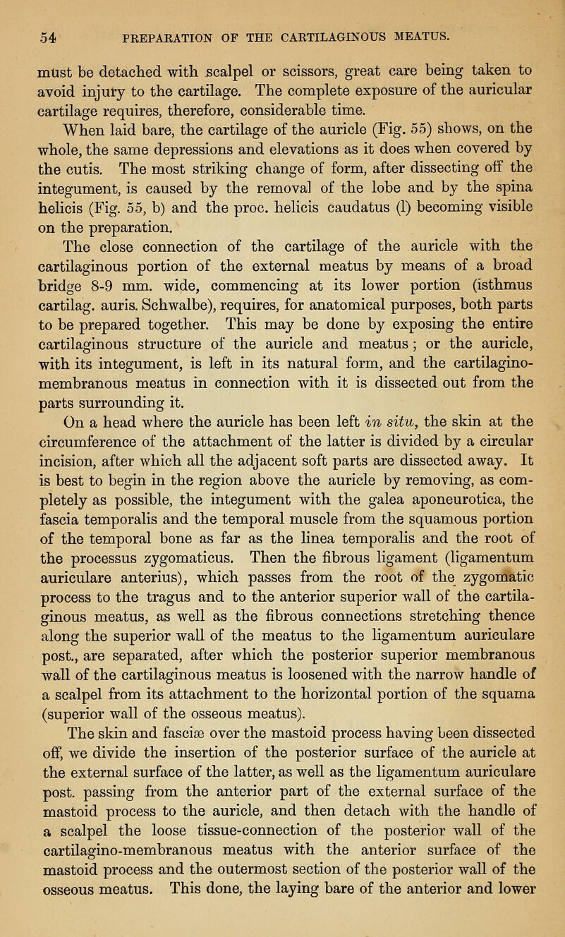 must be detaclied with scalpel or scissors, great care being taken to avoid injury to the cartilage. The complete exposure of the auricular cartilage requires, therefore, considerable time. When laid bare, the cartilage of the auricle (Fig. 55) shows, on the whole, the same depressions and elevations as it does when covered by the cutis. The most striking change of form, after dissecting off the integument, is caused by the removal of the lobe and by the spina helicis (Fig. 55, b) and the proc. helicis caudatus (1) becoming visible on the preparation. The close connection of the cartilage of the auricle with the cartilaginous portion of the external meatus by means of a broad bridge 8-9 mm. wide, commencing at its lower portion (isthmus cartilag. auris. Schwalbe), requires, for anatomical purposes, both parts to be prepared together. This may be done by exposing the entire cartilaginous structure of the auricle and meatus ; or the auricle, with its integument, is left in its natural form, and the cartilagino- membranous meatus in connection with it is dissected out from the parts surrounding it. On a head where the auricle has been left in situ, the skin at the circumference of the attachment of the latter is divided by a circular incision, after which all the adjacent soft parts are dissected away. It is best to begin in the region above the auricle by removing, as com- pletely as possible, the integument with the galea aponeurotica, the fascia temporalis and the temporal muscle from the squamous portion of the temporal bone as far as the Hnea temporalis and the root of the processus zygomaticus. Then the fibrous ligament (ligamentum auriculare anterius), which passes from the root of the zygomatic process to the tragus and to the anterior superior wall of the cartila- ginous meatus, as well as the fibrous connections stretching thence along the superior wall of the meatus to the ligamentum auriculare post., are separated, after which the posterior superior membranous wall of the cartilaginous meatus is loosened with the narrow handle of a scalpel from its attachment to the horizontal portion of the squama (superior wall of the osseous meatus). The skin and fasciae over the mastoid process having been dissected off, we divide the insertion of the posterior surface of the auricle at the external surface of the latter, as well as the ligamentum auriculare post, passing from the anterior part of the external surface of the mastoid process to the auricle, and then detach with the handle of a scalpel the loose tissue-connection of the posterior wall of the cartilagino-membranous meatus with the anterior surface of the mastoid process and the outermost section of the posterior wall of the osseous meatus. This done, the laying bare of the anterior and lower