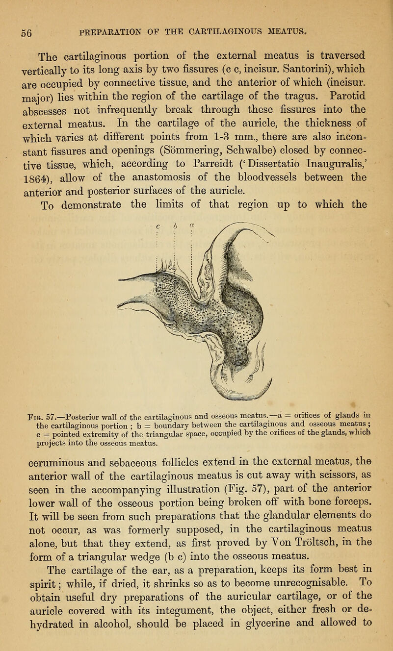 The cartilaginous portion of the external meatus is traversed vertically to its long axis by two fissures (c c, incisur. Santorini), which are occupied by connective tissue, and the anterior of which (incisur. maior) lies within the region of the cartilage of the tragus. Parotid abscesses not infrequently break through these fissures into the external meatus. In the cartilage of the auricle, the thickness of which varies at different points from 1-3 mm., there are also incon- stant fissures and openings (Sommering, Schwalbe) closed by connec- tive tissue, which, according to Parreidt ('Dissertatio Inauguralis,' 1864), allow of the anastomosis of the bloodvessels between the anterior and posterior surfaces of the auricle. To demonstrate the limits of that region up to which the Fis. 57.—Posterior wall of the cartilaginous and osseous meatus.—a = orifices of glands in the cartilaginous portion ; b = boundary between the cartilaginous and osseous meatus; c = pointed extremity of the triangular space, occupied by the orifices of the glands, which projects into the osseous meatus. ceruminous and sebaceous follicles extend in the external meatus, the anterior wall of the cartilaginous meatus is cut away with scissors, as seen in the accompanying illustration (Fig. 57), part of the anterior lower wall of the osseous portion being broken off with bone forceps. It will be seen from such preparations that the glandular elements do not occur, as was formerly supposed, in the cartilaginous meatus alone, but that they extend, as first proved by Von Troltsch, in the form of a triangular wedge (b c) into the osseous meatus. The cartilage of the ear, as a preparation, keeps its form best in spirit; while, if dried, it shrinks so as to become unrecognisable. To obtain useful dry preparations of the auricular cartilage, or of the auricle covered with its integument, the object, either fresh or de- hydrated in alcohol, should be placed in glycerine and allowed to
