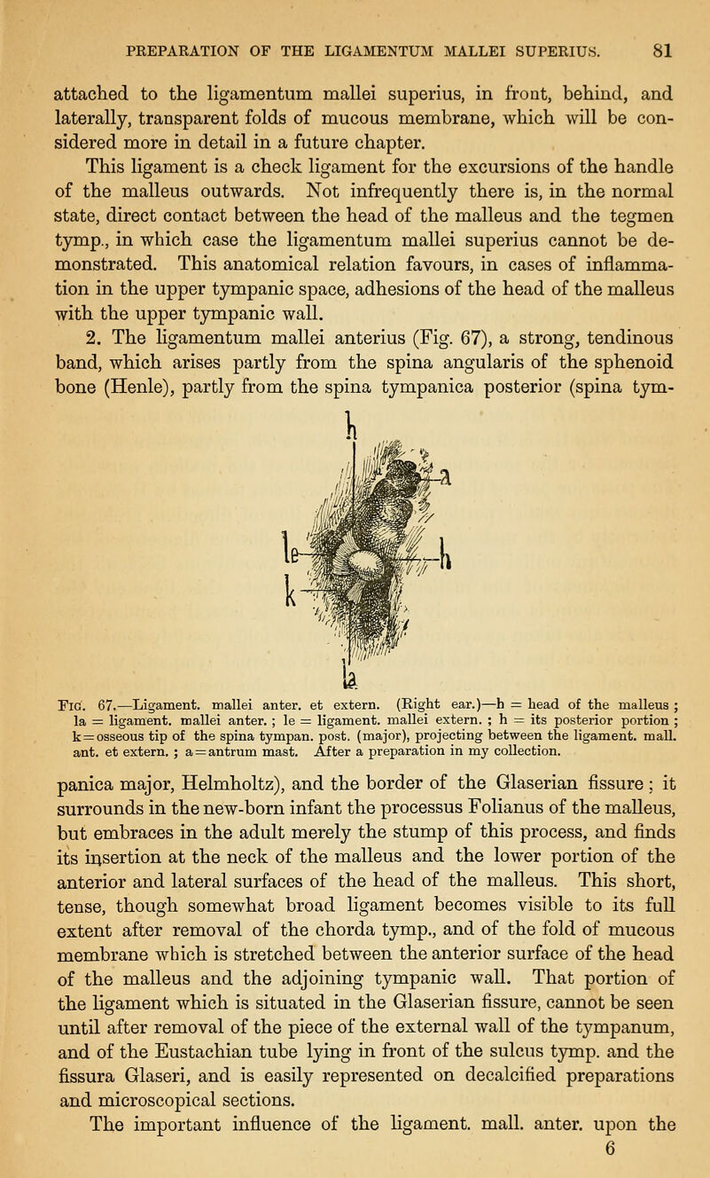 attached to the ligamentum mallei superius, in front, behind, and laterally, transparent folds of mucous membrane, which will be con- sidered more in detail in a future chapter. This ligament is a check ligament for the excursions of the handle of the malleus outwards. Not infrequently there is, in the normal state, direct contact between the head of the malleus and the tegmen tymp., in which case the ligamentum mallei superius cannot be de- monstrated. This anatomical relation favours, in cases of inflamma- tion in the upper tympanic space, adhesions of the head of the malleus with the upper tympanic wall. 2, The ligamentum mallei anterius (Fig. 67), a strong, tendinous band, which arises partly from the spina angularis of the sphenoid bone (Henle), partly from the spina tympanica posterior (spina tym- FiG. 67.—Ligament, mallei anter. et extern. (Right ear.)—h = head of the malleus ; la = ligament, mallei anter, ; le = ligament, mallei extern. ; h = its posterior portion ; k = osseous tip of the spina tympan. post, (major), projecting between the ligament, mall, ant. et extern. ; a = antrum mast. After a preparation in my collection. panica major, Helmholtz), and the border of the Glaserian fissure : it surrounds in the new-born infant the processus Folianus of the malleus, but embraces in the adult merely the stump of this process, and finds its irisertion at the neck of the malleus and the lower portion of the anterior and lateral surfaces of the head of the malleus. This short, tense, though somewhat broad ligament becomes visible to its fuU extent after removal of the chorda tymp., and of the fold of mucous membrane which is stretched between the anterior surface of the head of the malleus and the adjoining tympanic wall. That portion of the ligament which is situated in the Glaserian fissure, cannot be seen until after removal of the piece of the external wall of the tympanum, and of the Eustachian tube lying in front of the sulcus tjnup. and the fissura Glaseri, and is easily represented on decalcified preparations and microscopical sections. The important influence of the ligament, mall, anter. upon the 6