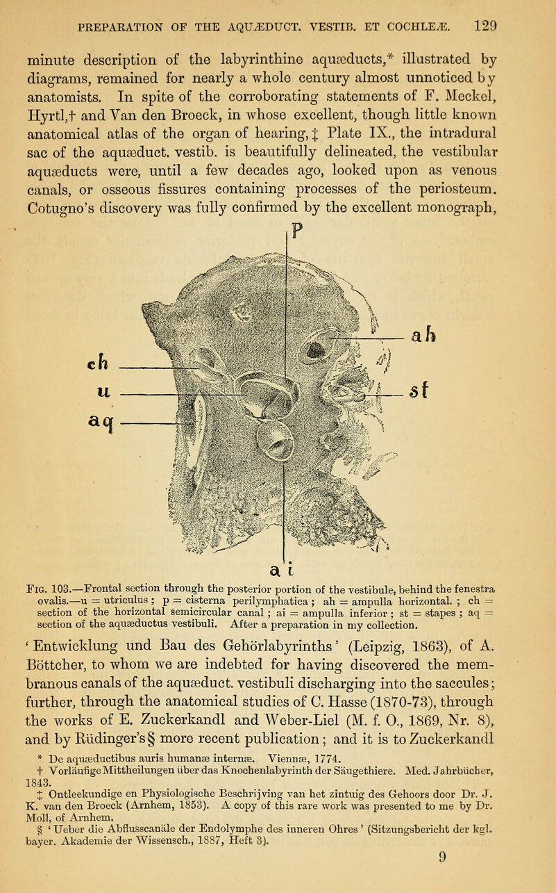 minute description of the labyrinthine aqua^ducts,* illustrated by- diagrams, remained for nearly a whole century almost unnoticed b y anatomists. In spite of the corroborating statements of F. Meckel, Hyrtl,t and Van den Broeck, in whose excellent, though little known anatomical atlas of the organ of hearing, J Plate IX., the intradural sac of the aquseduct. vestib. is beautifully delineated, the vestibular aquceducts were, until a few decades ago, looked upon as venous canals, or osseous fissures containing processes of the periosteum. Cotugno's discovery was fully confirmed by the excellent monograph, Tig. 103.—rrontal section through the posterior portion of the vestibule, behind the fenestra, ovalis.—u = utriculus ; p = cisterna perilymphatica ; ah = ampulla horizontal. ; ch = section of the horizontal semicircular canal ; ai = ampulla inferior; st = stapes ; aq = section of the aquseductus vestibuli. After a preparation in my collection. ' Entwicklung und Bau des Gehorlabyrinths' (Leipzig, 1863), of A. Bottcher, to whom we are indebted for having discovered the mem- branous canals of the aquseduct. vestibuli discharging into the saccules; further, through the anatomical studies of C. Hasse (1870-73), through the works of E. Zuckerkandl and Weber-Liel (M. f 0., 1869, Nr. 8), and by Rudinger's§ more recent publication; and it is to Zuckerkandl * De aquoeductibus auris humanse internse. Viennas, 1774. t VorlaufigeMittheilungen liber das Knochenlabyrinth der Saugethiere. Med. Jahrblicher, 1843. + Ontleekundige en Physiologische Beschrijving van het zintuig des Gehoors door Dr. -J. K. van den Broeck (Arnhem, 1853). A copy of this rare work was presented to me by Dr. Moll, of Arnhem. § ' Ueber die Abflusscanale der Endolymphe des inneren Ohres ' (Sitzungsbericht der kgl. bayer. Akademie der Wissensch., 1887, Heft 3). 9