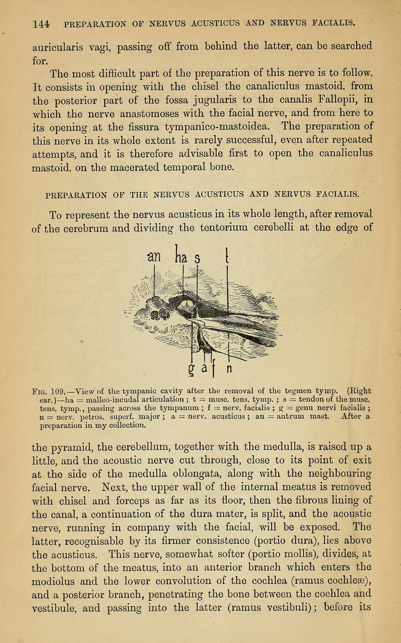 auricularis vagi, passing off from behind the latter, can be searched for. The most difficult part of the preparation of this nerve is to follow. It consists in opening with the chisel the canaliculus mastoid, from the posterior part of the fossa jugularis to the canalis Fallopii, in which the nerve anastomoses with the facial nerve, and from here to its opening at the fissura tympanico-mastoidea. The preparation of this nerve in its whole extent is rarely successful, even after repeated attempts, and it is therefore advisable first to open the canaliculus mastoid, on the macerated temporal bone. PREPARATION OF THE NERVUS ACUSTICUS AND NERVUS FACIALIS. To represent the nervus acusticus in its whole length, after removal of the cerebrum and dividing the tentorium cerebelli at the edge of Fig. 109.—View of the tympanLc cavity after the removal of the tegmen tymp. (Right ear.)—ha = malleo-incudal articulation ; t — muse. tens. tymp. ; s = tendon of the muse, tens. tymp., passing across the tympanum ; f = nerv. facialis ; g = genu nervi facialis ; n = nerv. petros. superf. major ; a =: nerv. acusticus; an = antrum mast. After a preparation in my collection. the pyramid, the cerebellum, together with the medulla, is raised up a little, and the acoustic nerve cut through, close to its point of exit at the side of the medulla oblongata, along with the neighbouring facial nerve. Next, the upper wall of the internal meatus is removed with chisel and forceps as far as its floor, then the fibrous lining of the canal, a continuation of the dura mater, is split, and the acoustic nerve, running in company with the facial, will be exposed. The latter, recognisable by its firmer consistence (portio dura), lies above the acusticus. This nerve, somewhat softer (portio mollis), divides, at the bottom of the meatus, into an anterior branch which enters the modiolus and the lower convolution of the cochlea (ramus cochleas), and a posterior branch, penetrating the bone between the cochlea and vestibule, and passing into the latter (ramus vestibuli); before its