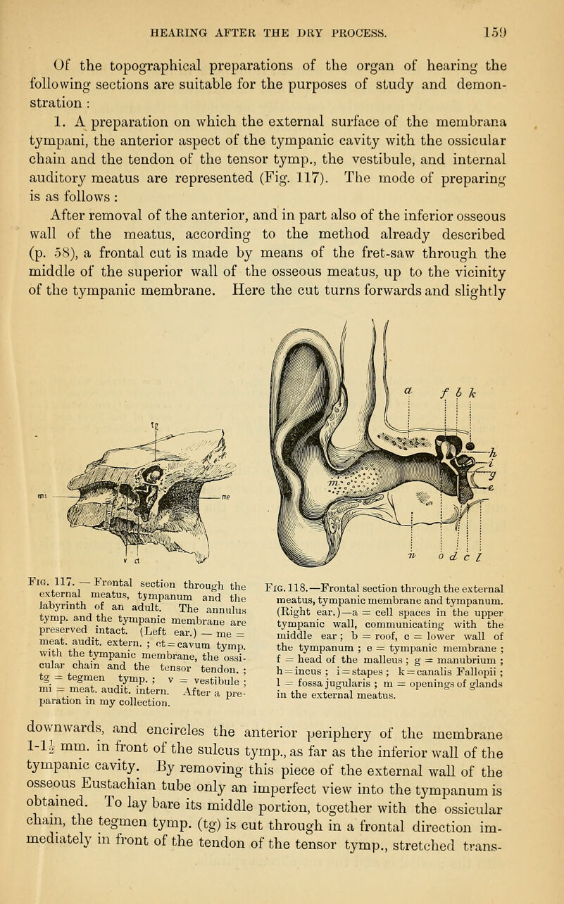 Of the topographical preparations of the organ of hearing the following sections are suitable for the purposes of study and demon- stration : 1. A preparation on which the external surface of the membrana tympani, the anterior aspect of the tympanic cavity with the ossicular chain and the tendon of the tensor tymp., the vestibule, and internal auditory meatus are represented (Fig. 117). The mode of preparing is as follows : After removal of the anterior, and in part also of the inferior osseous wall of the meatus, according to the method already described (p. 58), a frontal cut is made by means of the fret-saw through the middle of the superior wall of the osseous meatus, up to the vicinity of the tympanic membrane. Here the cut turns forwards and slightly Fig. 118.—Frontal section through the external meatus, tympanic membrane and tympanum. (Right ear.)—a = cell spaces in the upper tympanic wall, communicating with the middle ear; b = roof, c = lower wall of the tympanum ; e = tympanic membrane ; f = head of the malleus ; g = manubrium ; h = incus ; i = stapes ; k = canalis Fallopii ; 1 = fossa jugularis ; m = openings of glands in the external meatus. Fig. 117. — Frontal section through the external meatus, tympanum and the labyrinth of an adult. The annulus tymp. a.nd the tympanic membrane are preserved intact. (Left ear.) — me = meat, audit, extern. ; ot = cavum tymp with the tympanic membrane, the ossi- cular chain and the tensor tendon • tg = tegmen tymp. ; v = vestibule [ mi = meat, audit, intern. After a pre- paration in my collection. downwards, and encircles the anterior periphery of the membrane 1-1^ mm. m front of the sulcus tymp., as far as the inferior wall of the tympanic cavity. By removing this piece of the external wall of the osseous Eustachian tube only an imperfect view into the tympanum is obtained. To lay bare its middle portion, together with the ossicular Cham, the tegmen tymp. (tg) is cut through in a frontal direction im- mediately m front of the tendon of the tensor tymp., stretched trans-