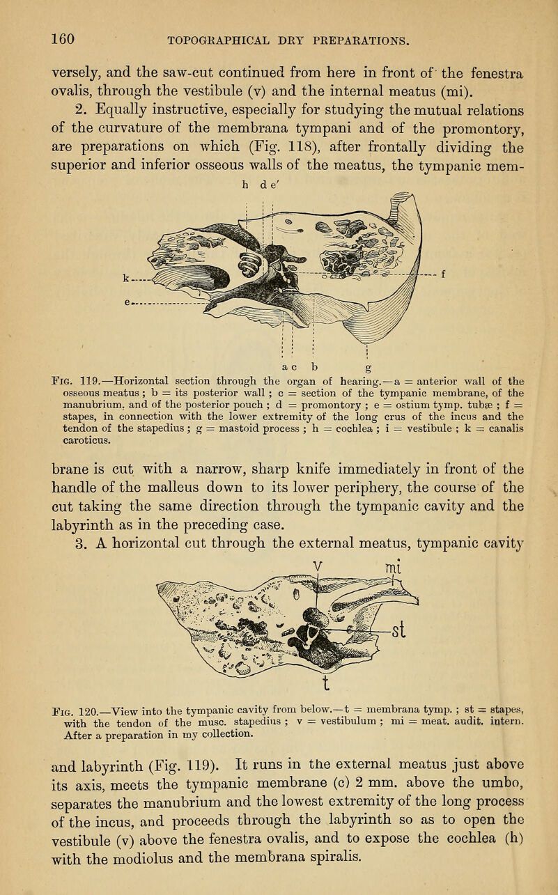 versely, and the saw-cut continued from here in front of the fenestra ovalis, through the vestibule (v) and the internal meatus (mi). 2. Equally instructive, especially for studying the mutual relations of the curvature of the membrana tympani and of the promontory, are preparations on which (Fig, 118), after frontally dividing the superior and inferior osseous walls of the meatus, the tympanic mem- fa de' Fig. 119.—Horizontal section through the organ of hearing. — a = anterior wall of the osseous meatus ; b = its posterior wall ; c = section of the tympanic membrane, of the manubrium, and of the posterior pouch ; d = promontory ; e — ostium tymp. tubse ; f = stapes, in connection with the lower extremity of the long crus of the incus and the tendon of the stapedius; g = mastoid process ; h = cochlea ; i — vestibule ; k = canalis caroticus. brane is cut with a narrow, sharp knife immediately in front of the handle of the malleus down to its lower periphery, the course of the cut taking the same direction through the tympanic cavity and the labyrinth as in the preceding case. 3. A horizontal cut through the external meatus, tympanic cavity V Tig. 120. View into the tympanic cavity from below.—t = membrana tymp. ; st - with the tendon of the muse, stapedius ; v = vestibulum ; mi = meat, audit. After a preparation in my collection. stapes, intern. and labyrinth (Fig. 119). It runs in the external meatus just above its axis, meets the tympanic membrane (c) 2 mm. above the umbo, separates the manubrium and the lowest extremity of the long process of the incus, and proceeds through the labyrinth so as to open the vestibule (v) above the fenestra ovalis, and to expose the cochlea (h) with the modiolus and the membrana spiralis.